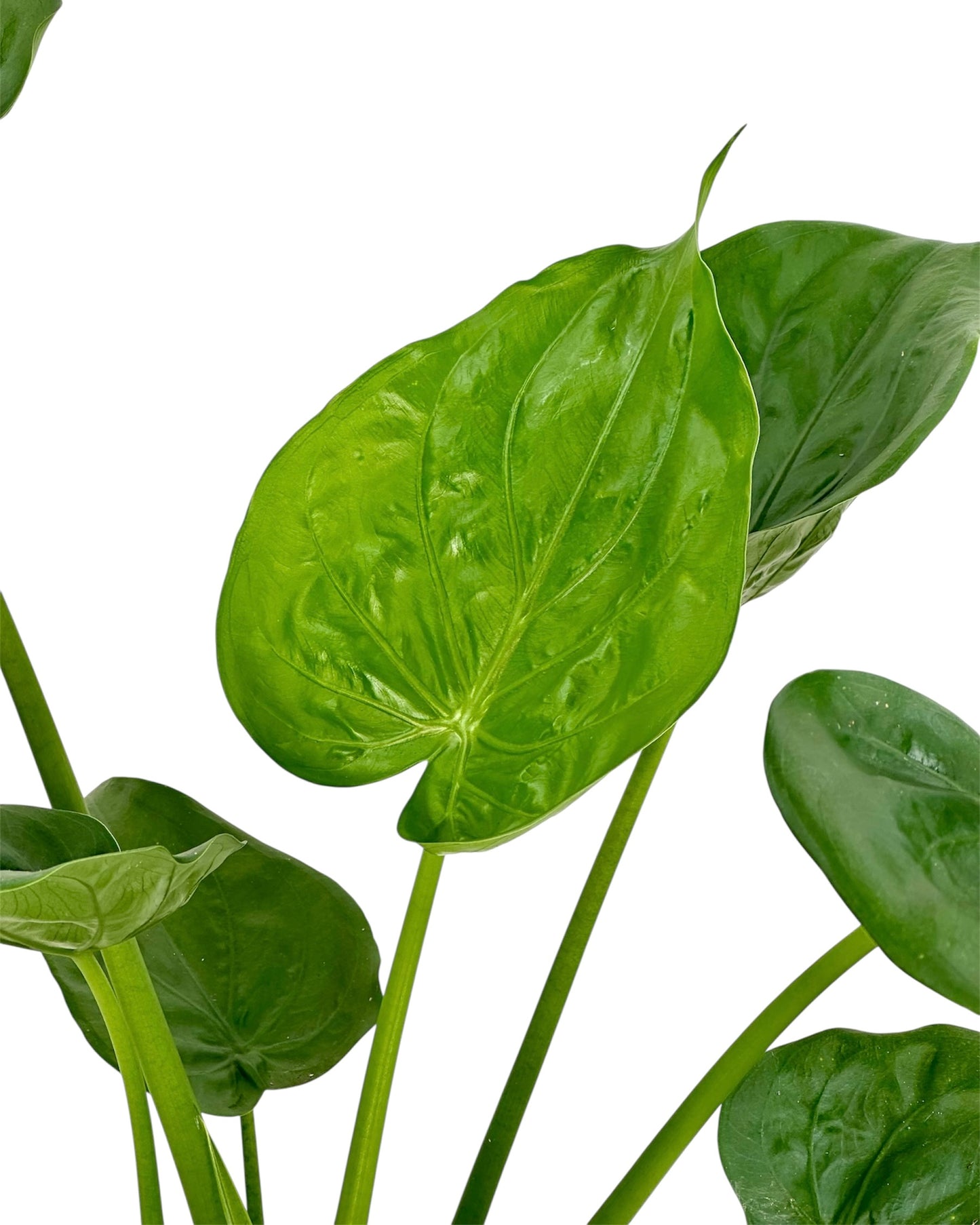 Alocasia Cucullata