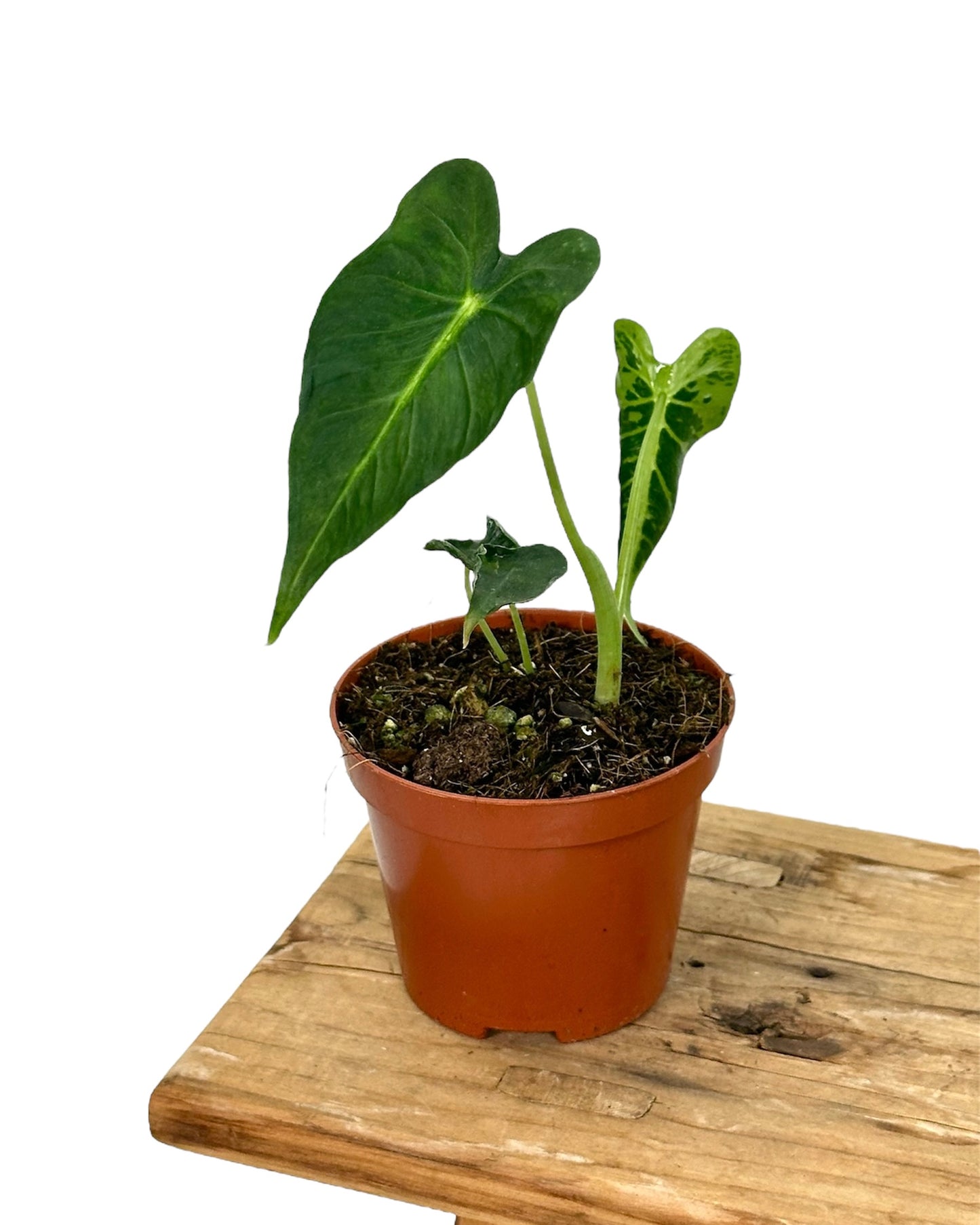 Alocasia Frydek Tattoo juvénile