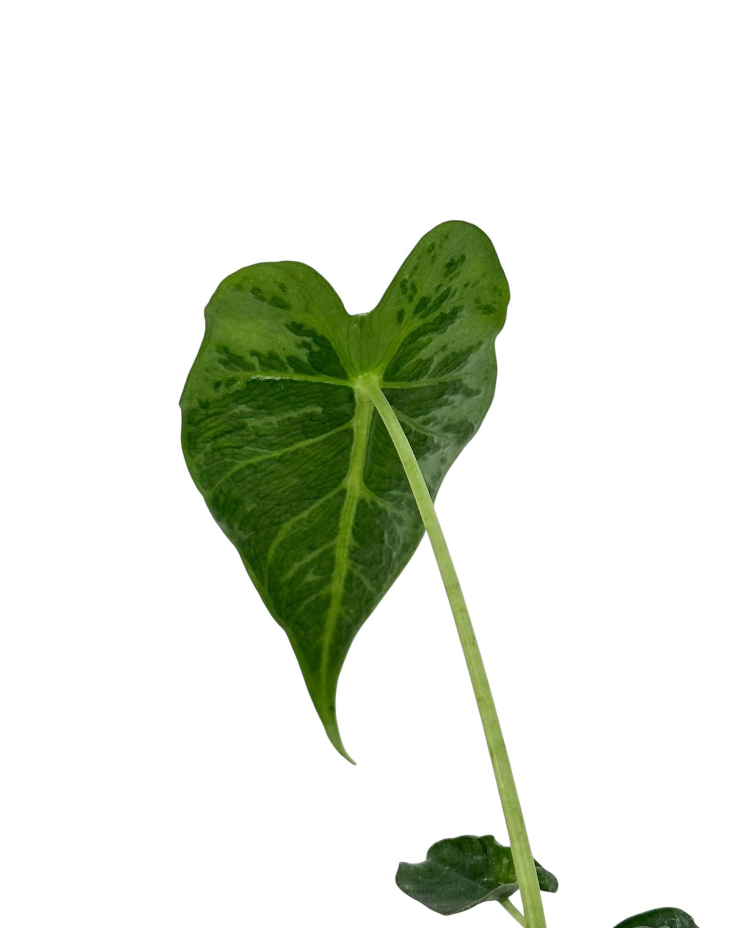 Alocasia Frydek Tattoo juvénile