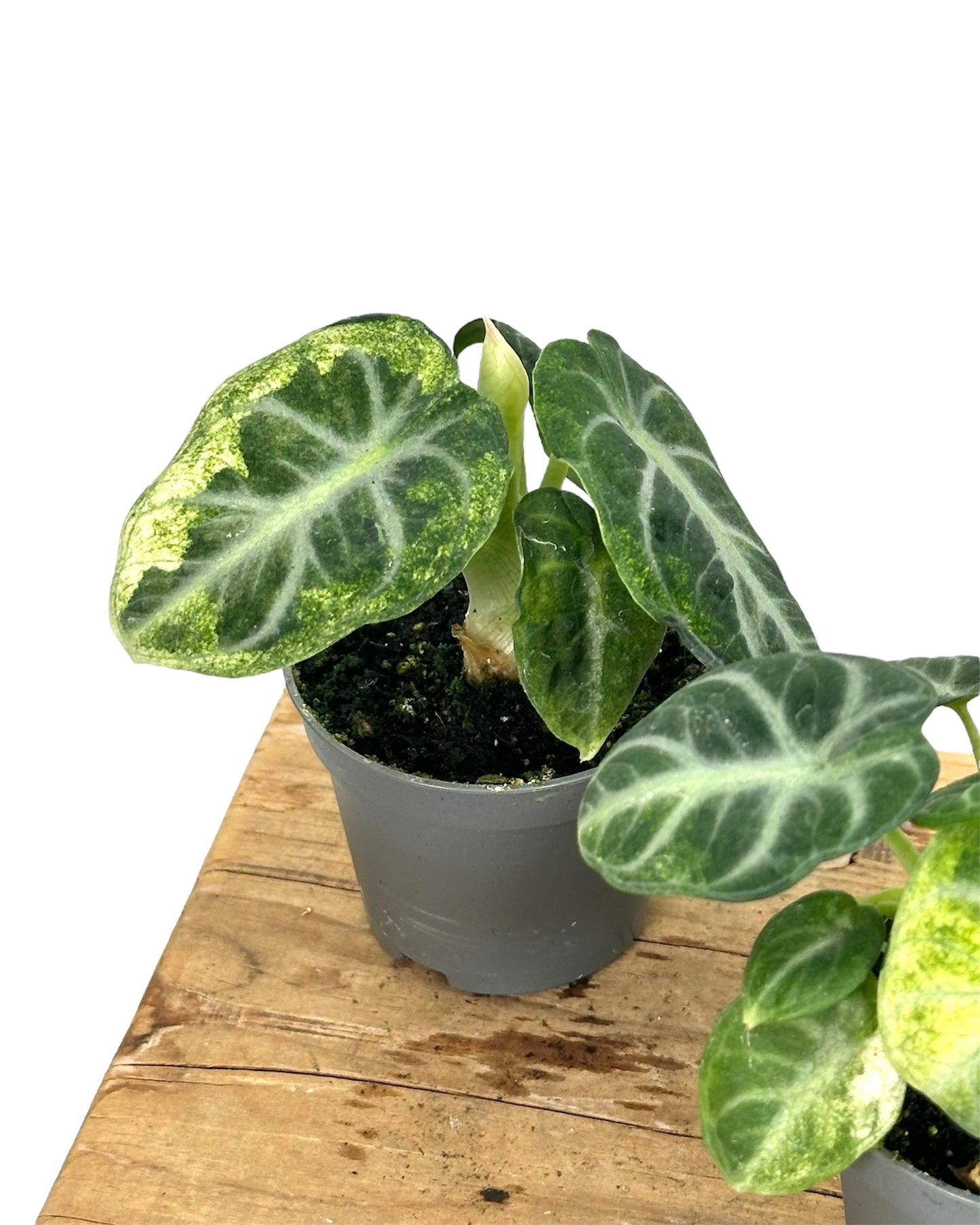 Alocasia Ninja variegata - Baby plant