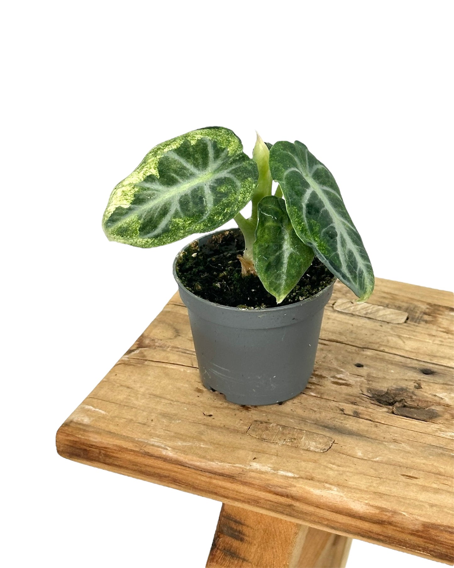Alocasia Ninja variegata - Baby plant