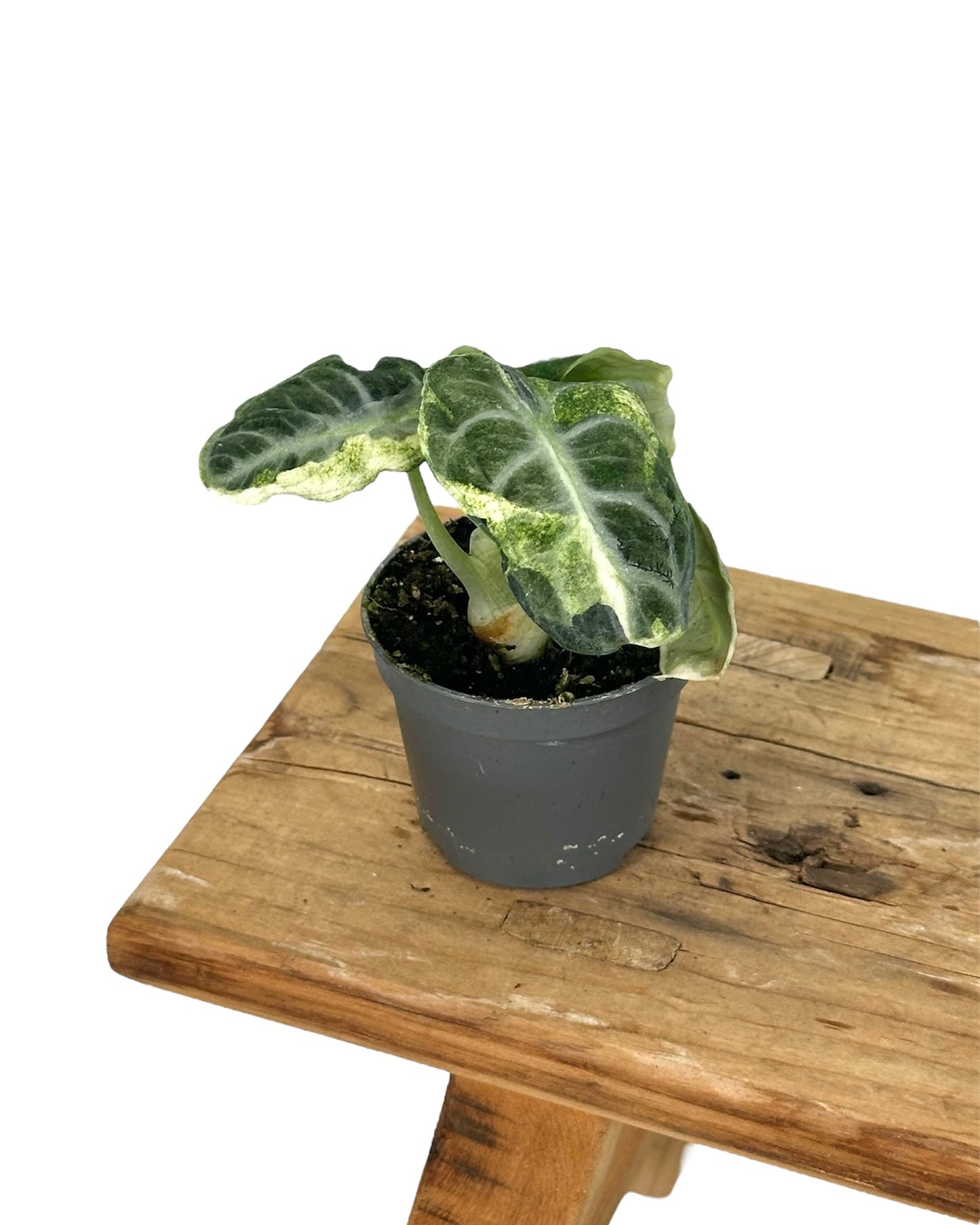 Alocasia Ninja variegata - Baby plant