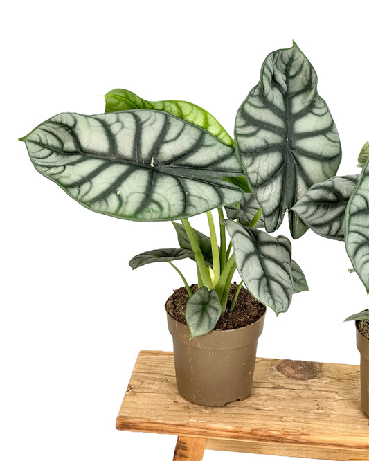 Alocasia Silver Dragon