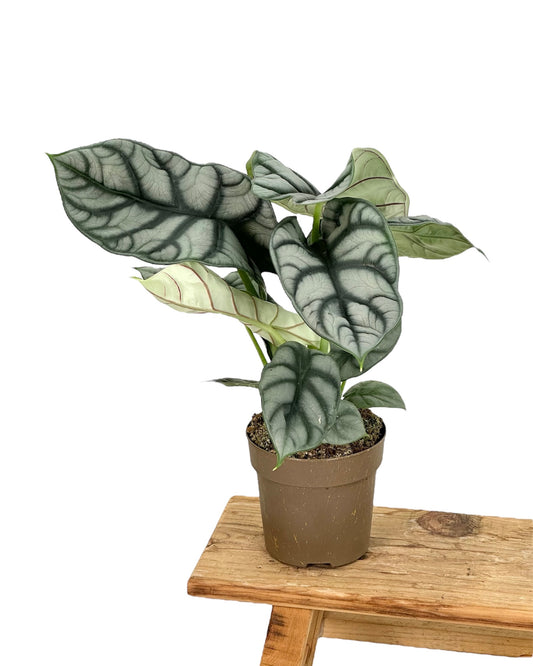 Alocasia Silver Dragon