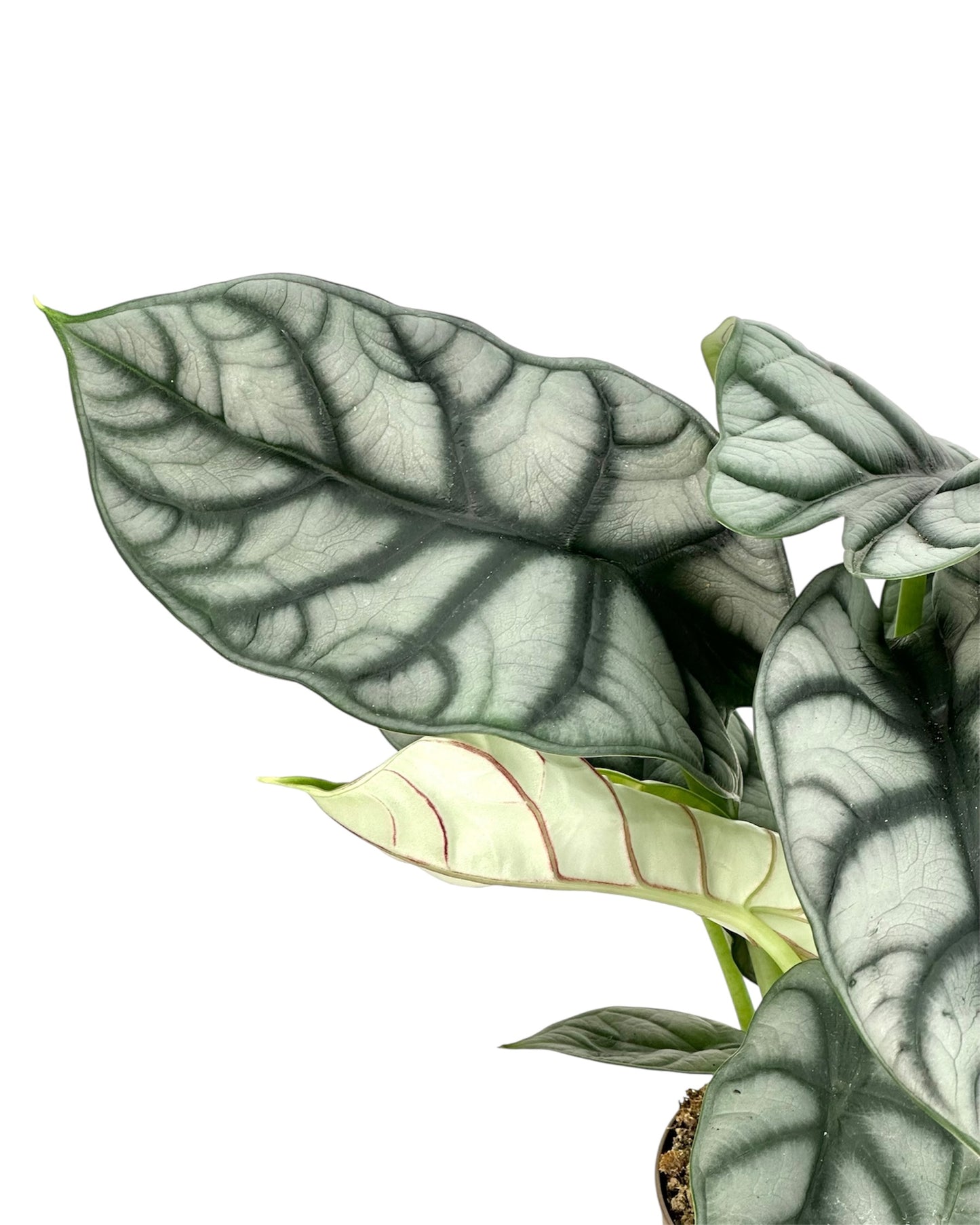 Alocasia Silver Dragon