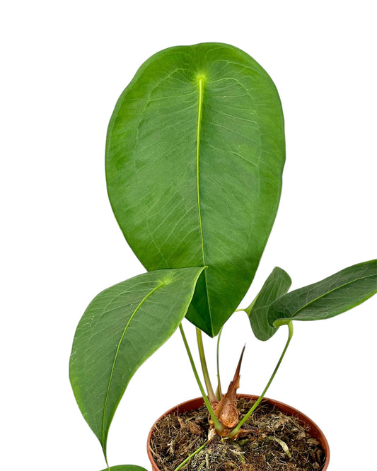 Anthurium Peltigerum