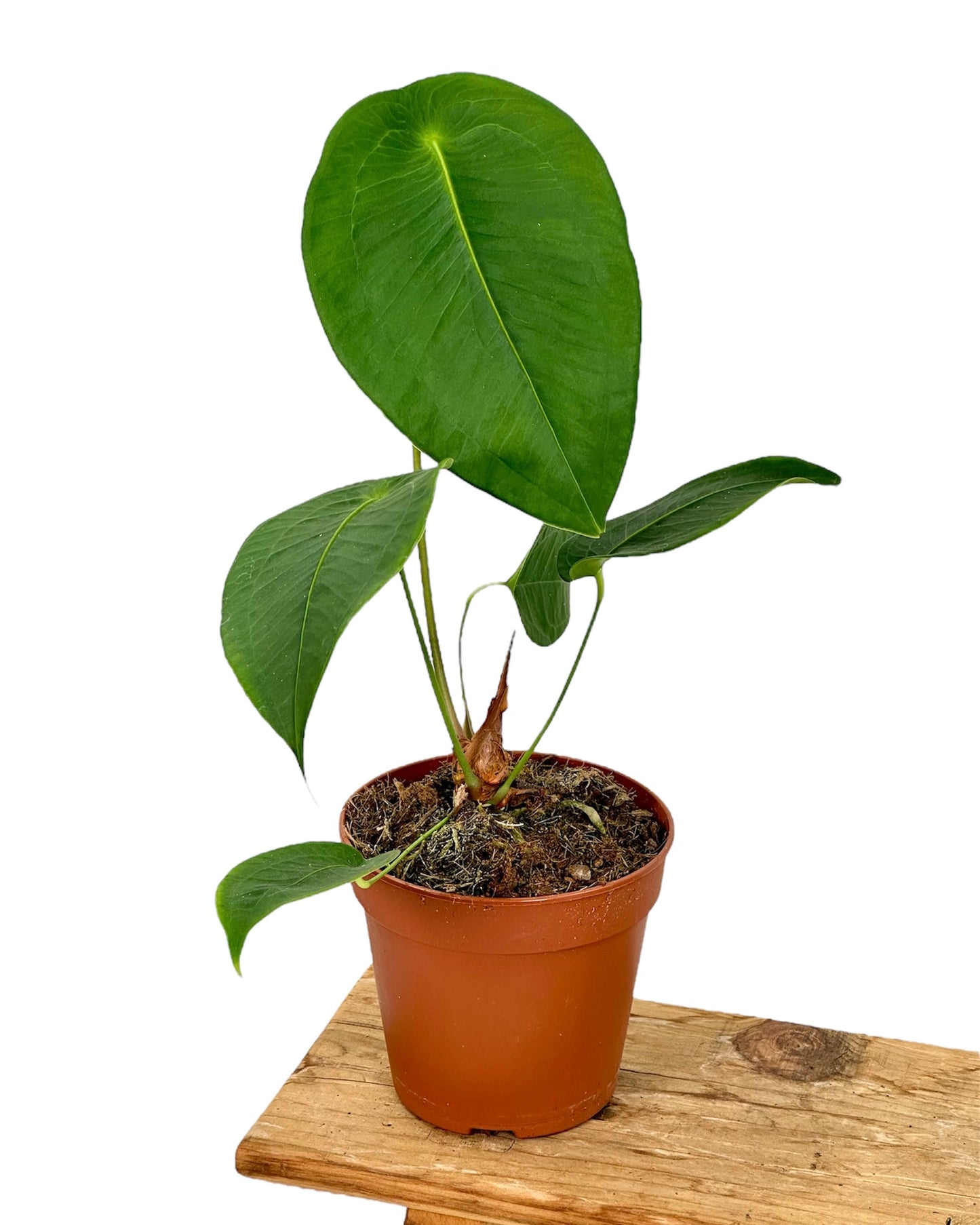 Anthurium Peltigerum