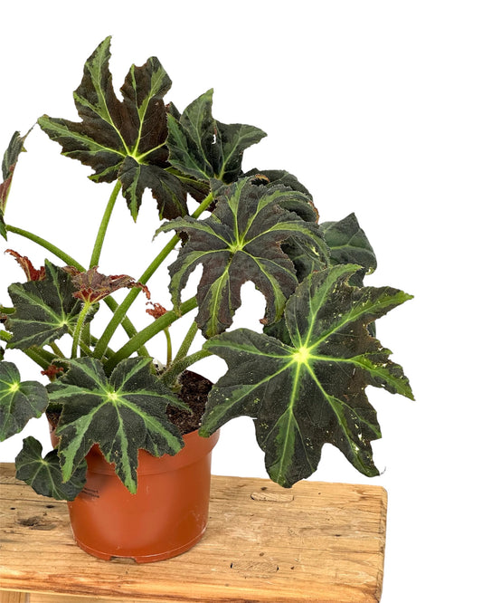 Begonia Draco