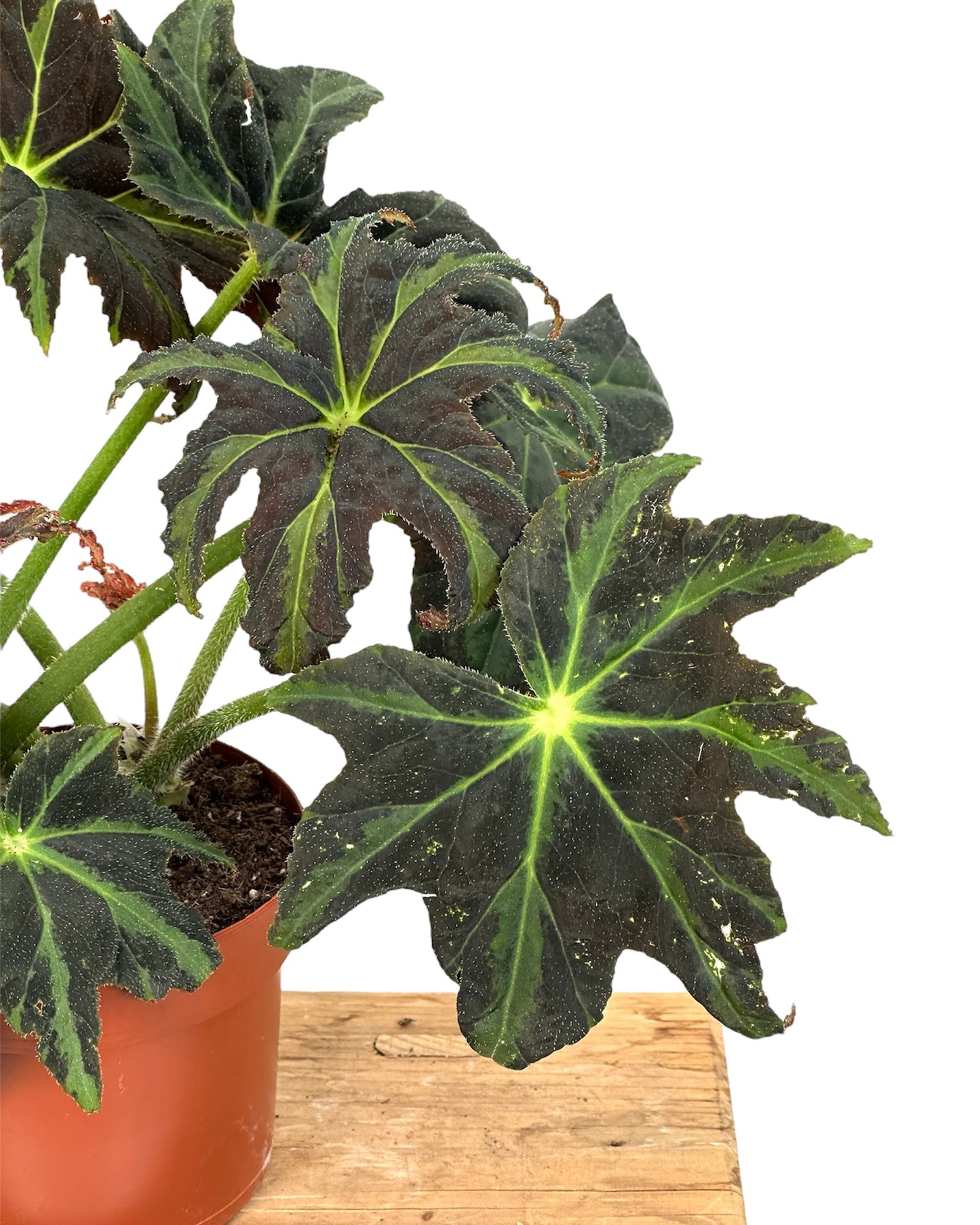 Begonia Draco