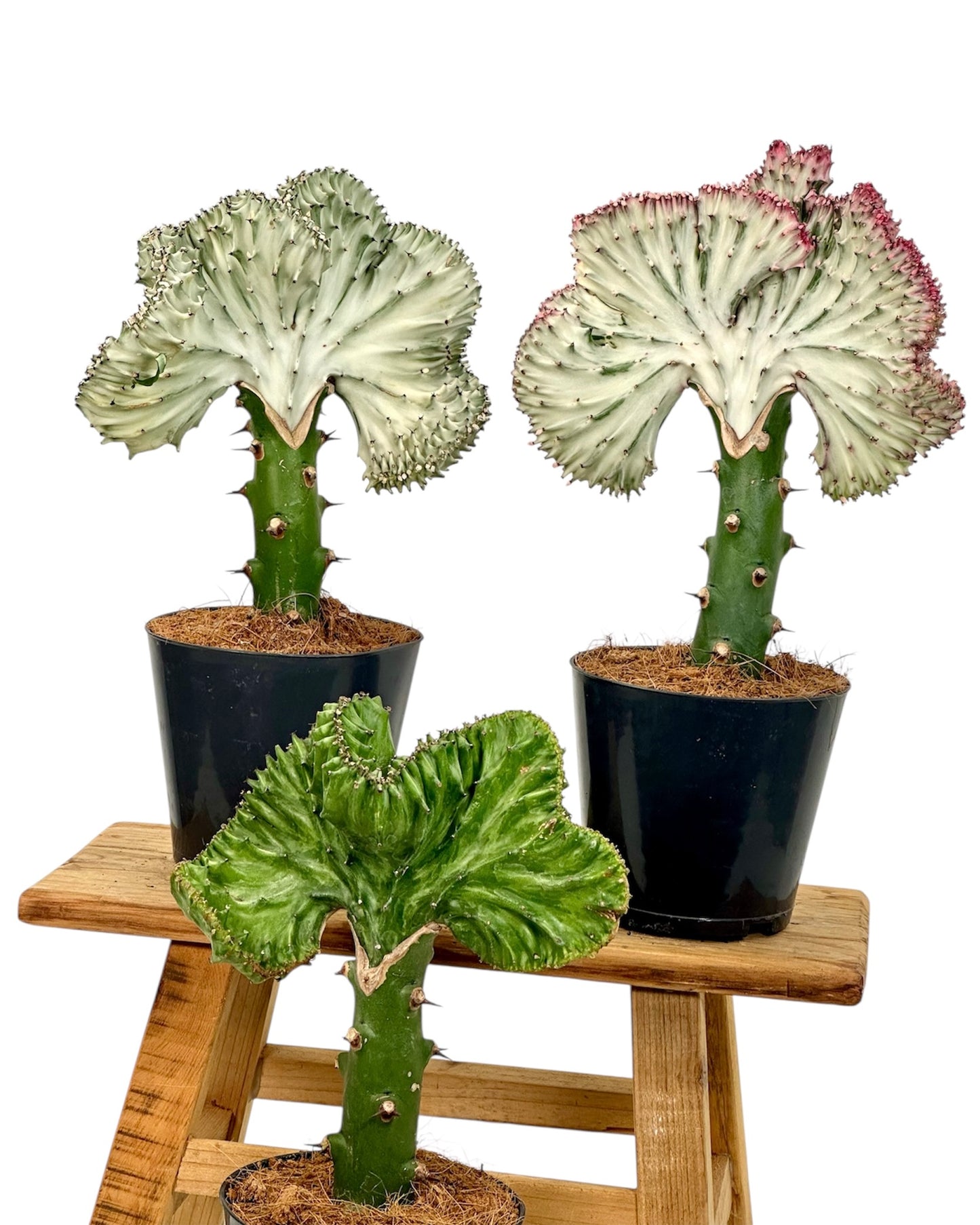 Euphorbia Lactea Cristata