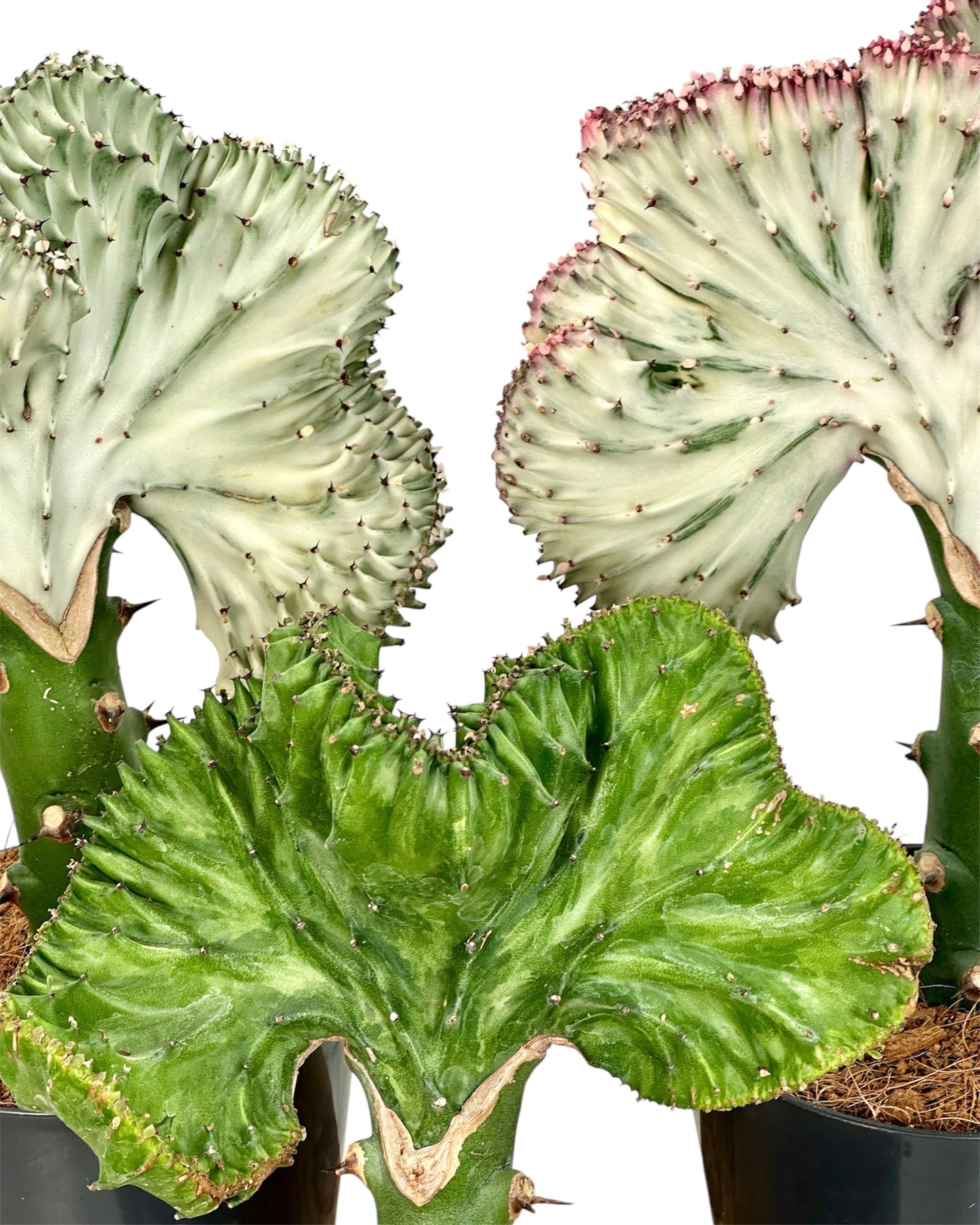 Euphorbia Lactea Cristata