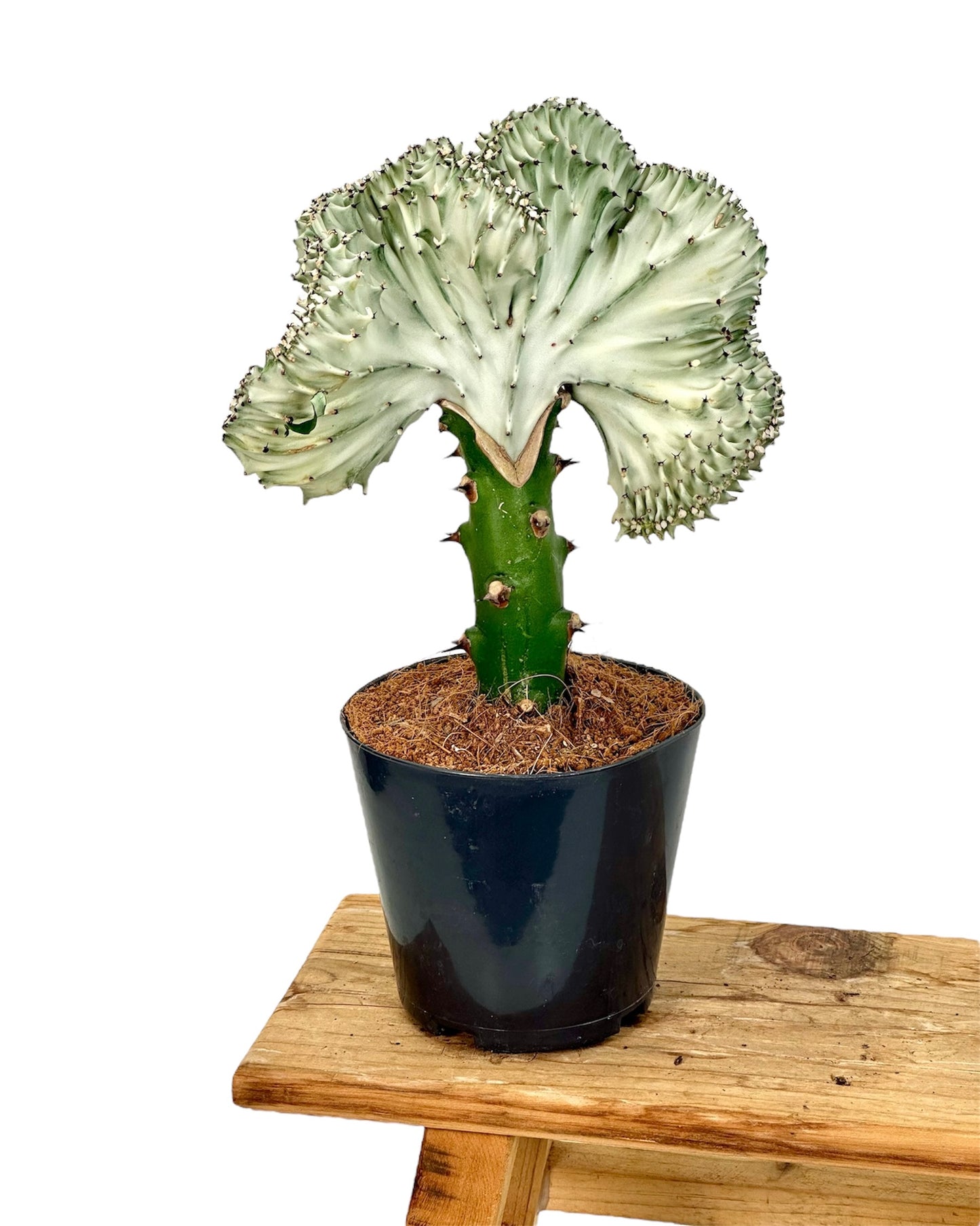 Euphorbia Lactea Cristata