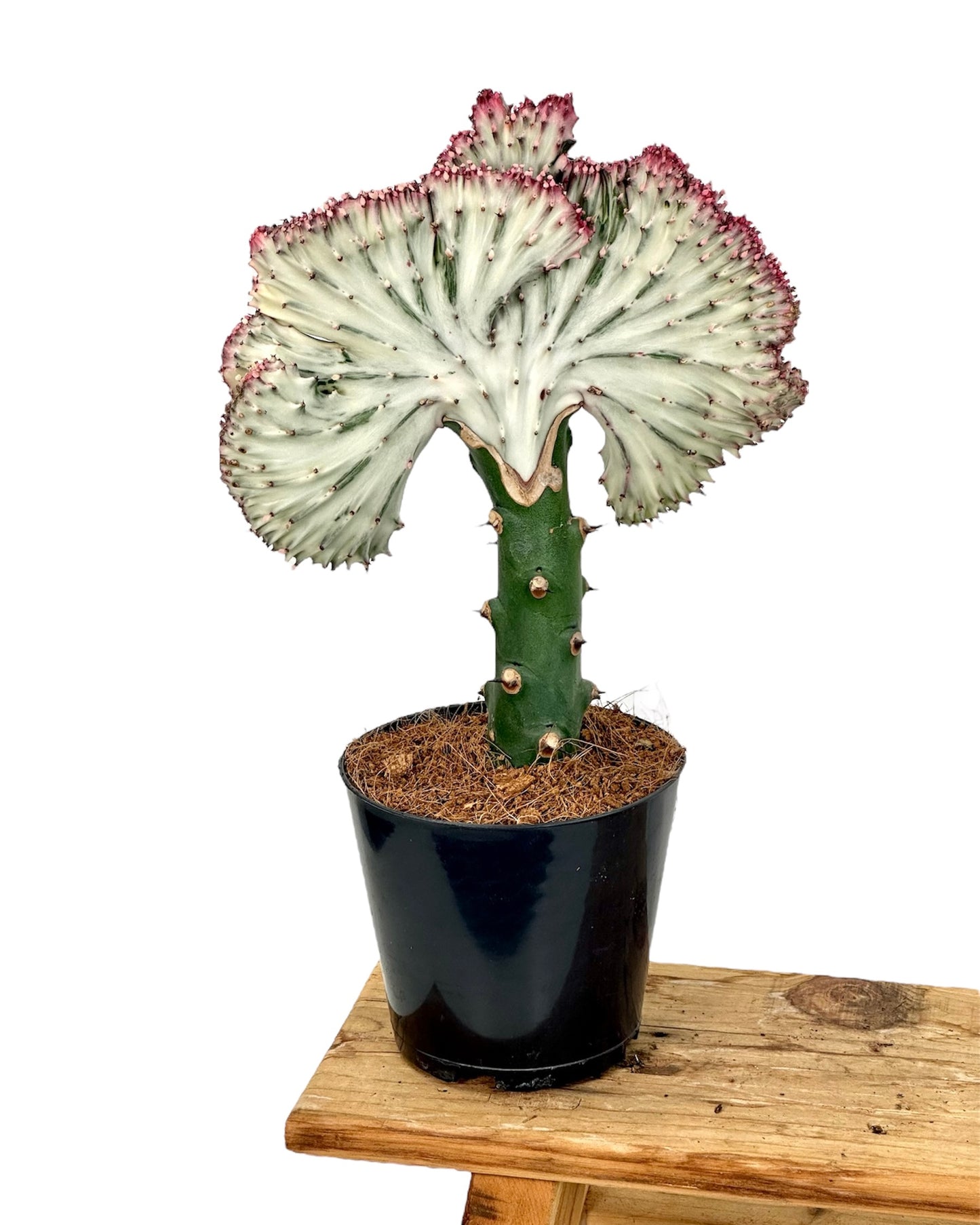 Euphorbia Lactea Cristata