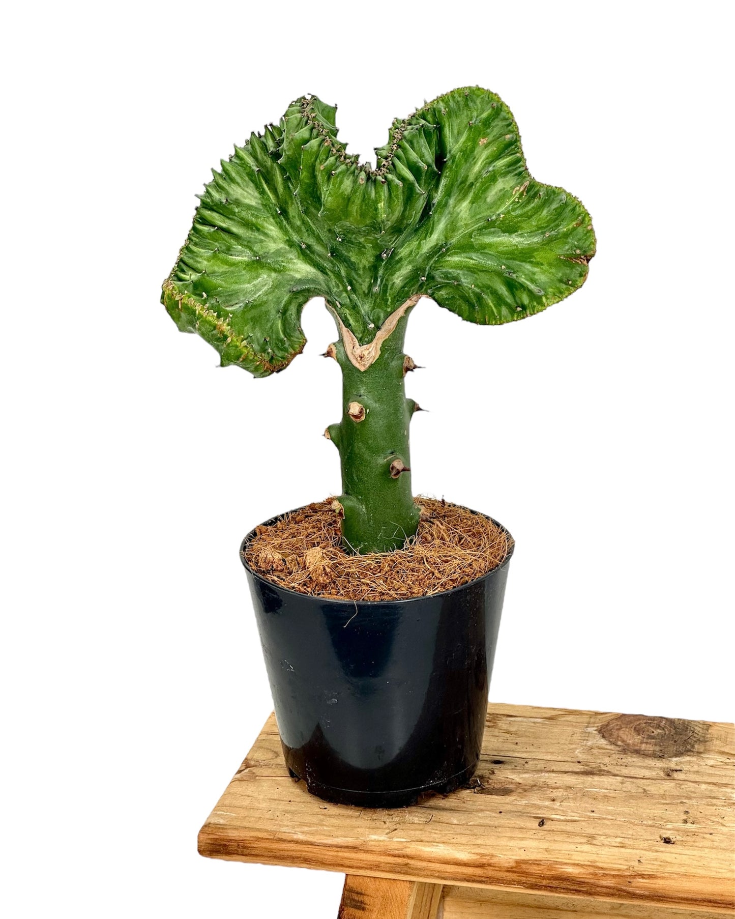 Euphorbia Lactea Cristata