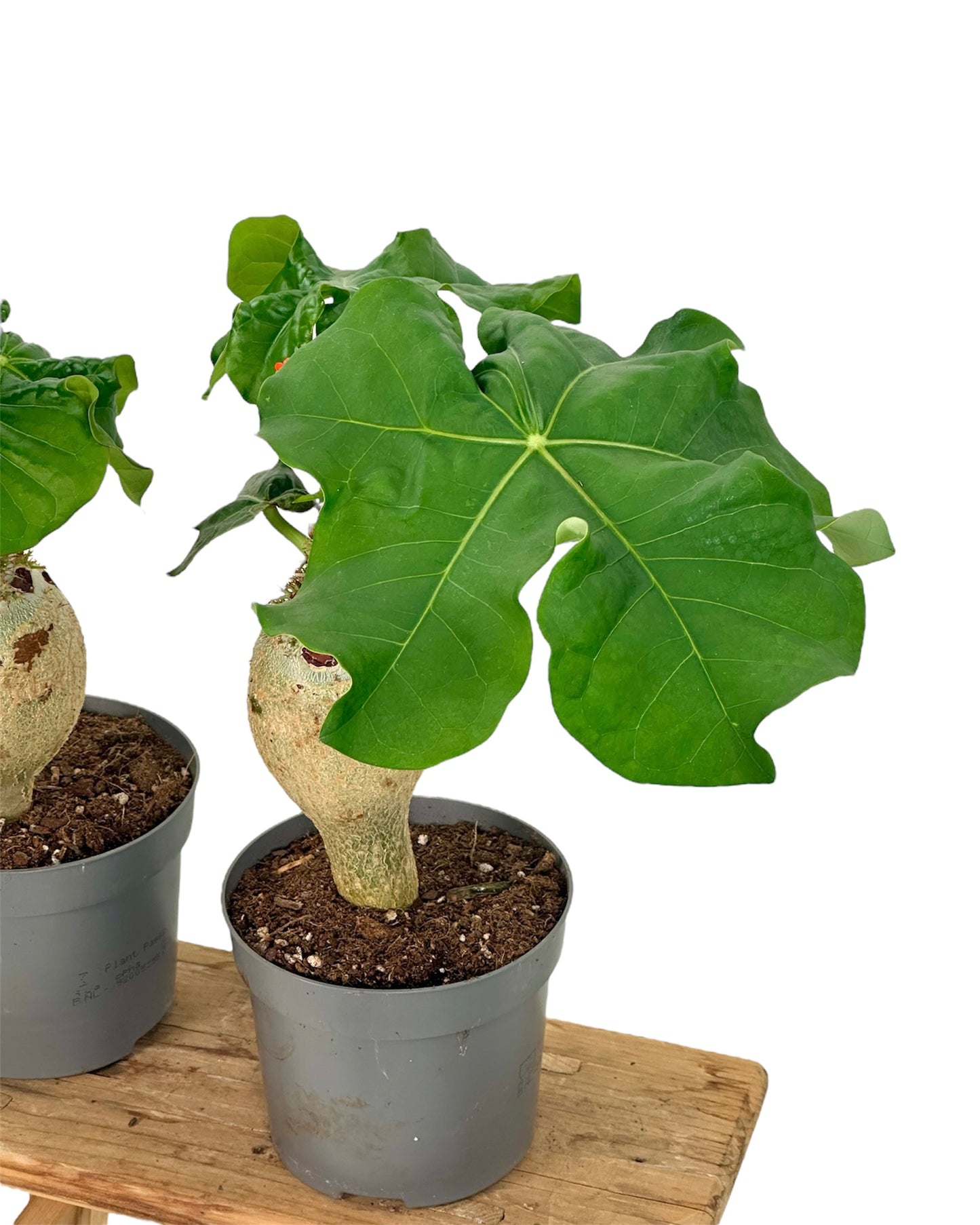 Jatropha Podagrica