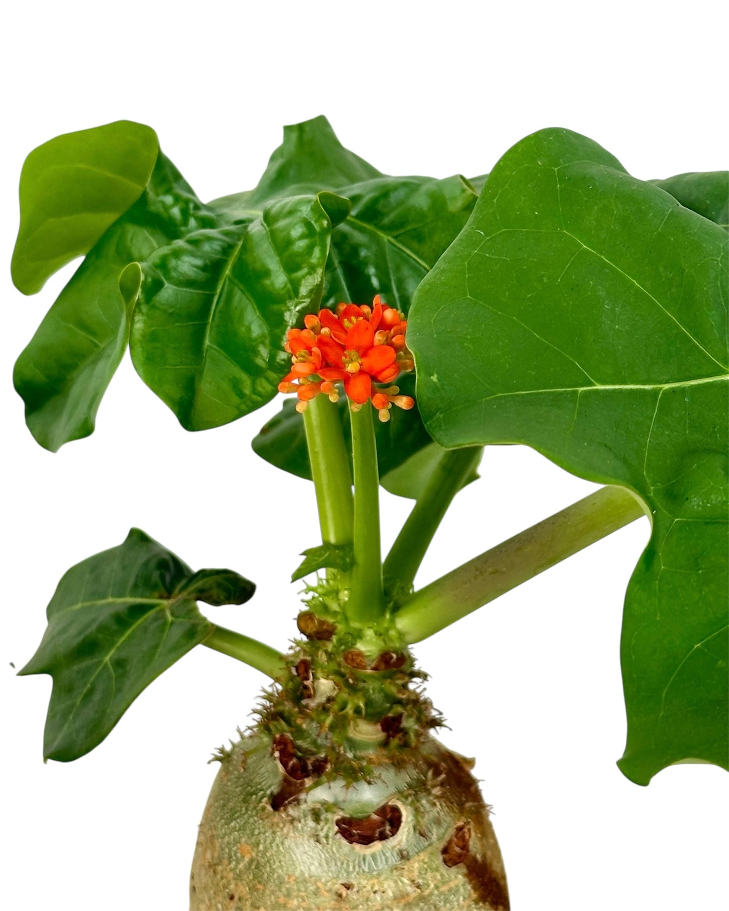 Jatropha Podagrica