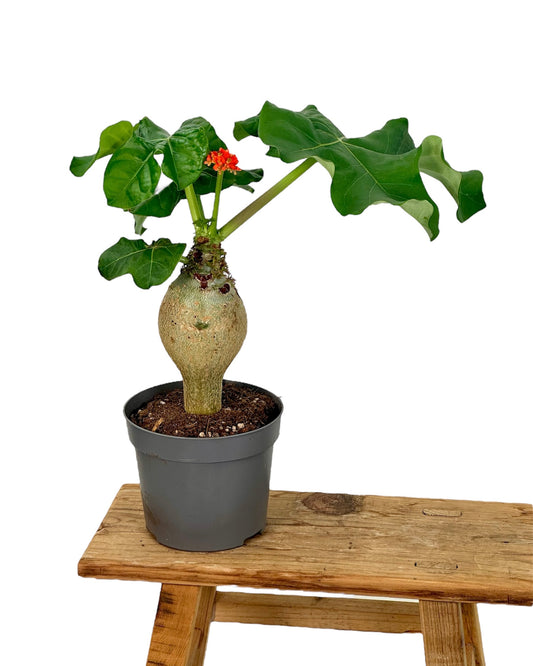Jatropha Podagrica