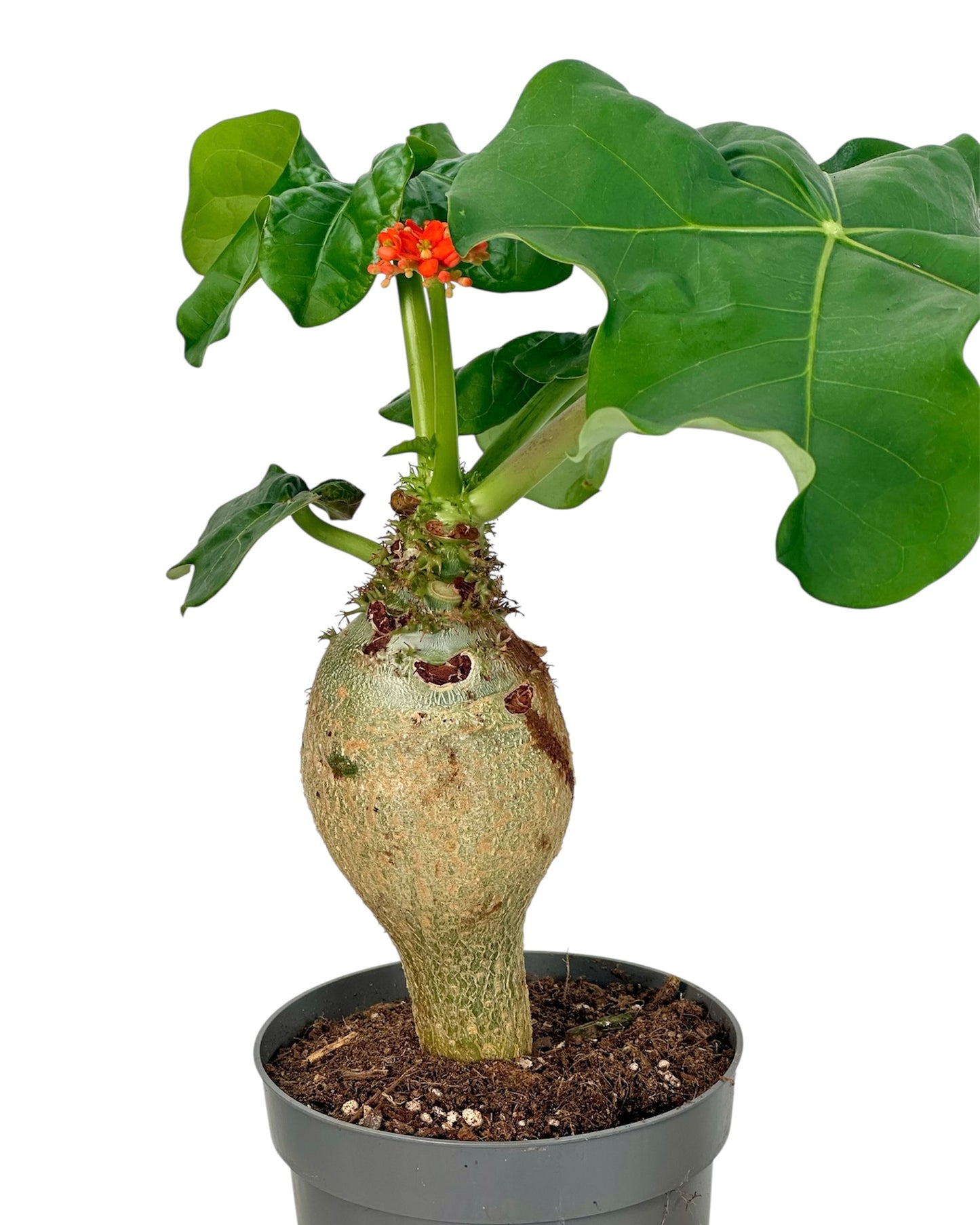 Jatropha Podagrica
