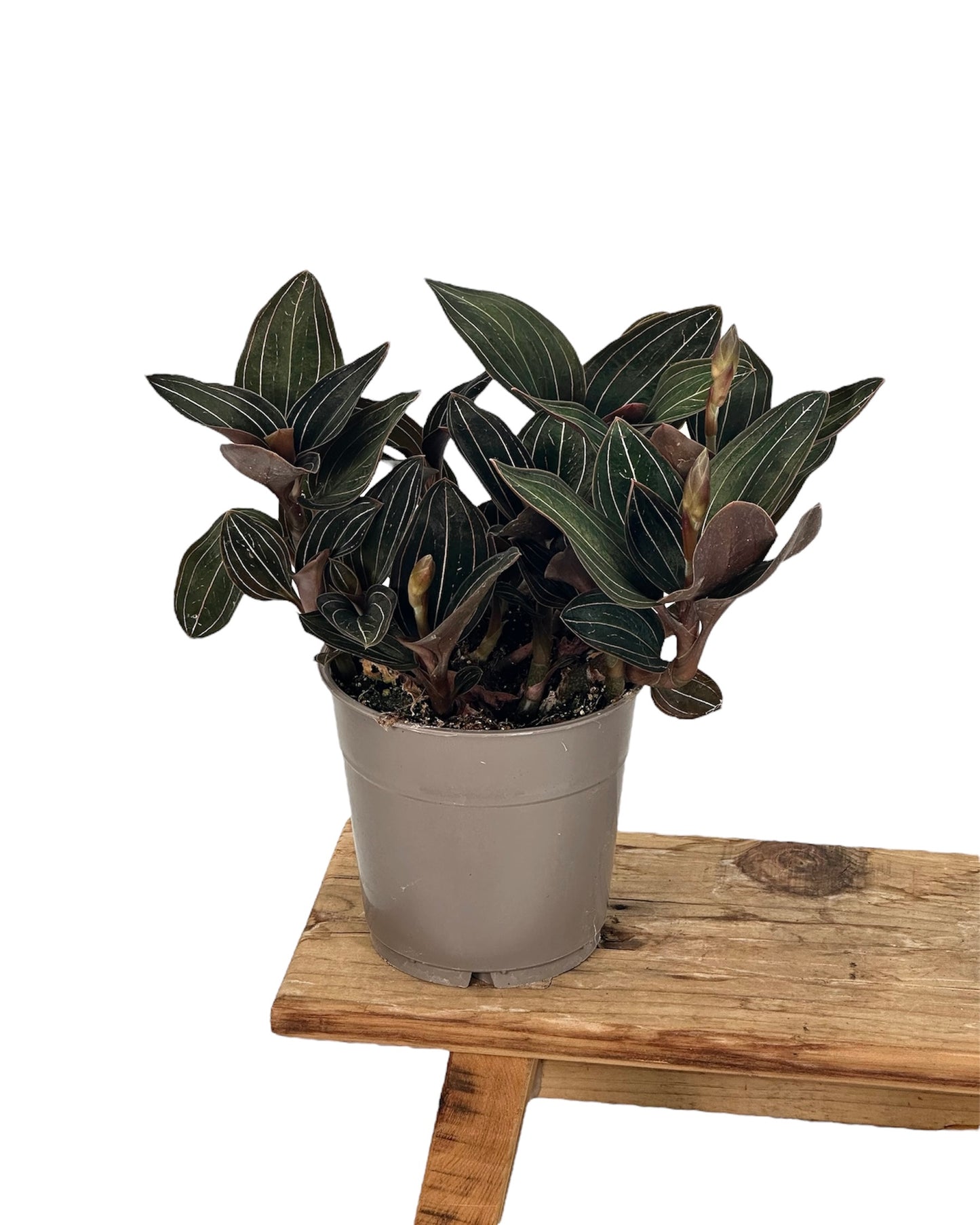 Ludisia Discolor - Orchidée Bijou