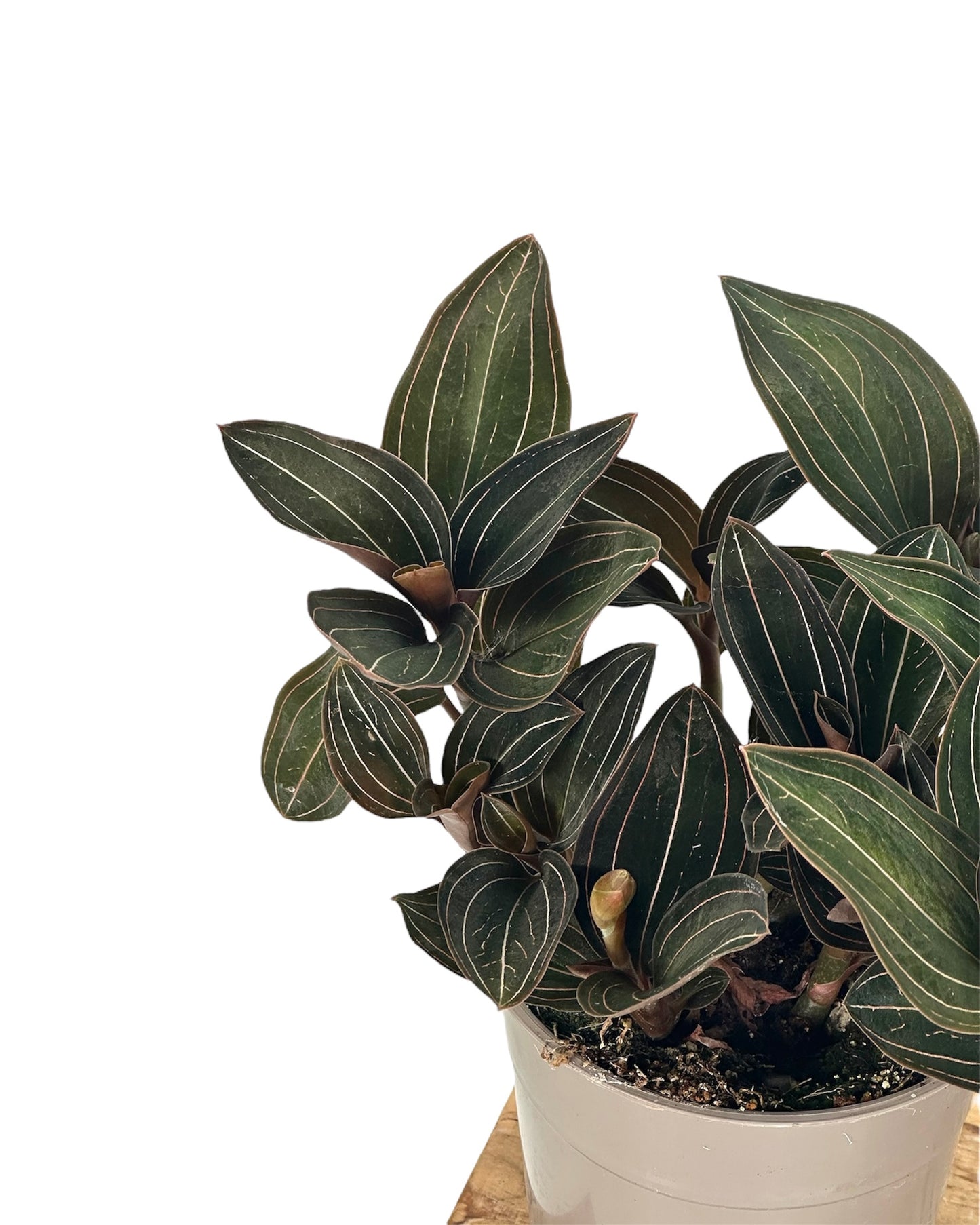 Ludisia Discolor - Orchidée Bijou