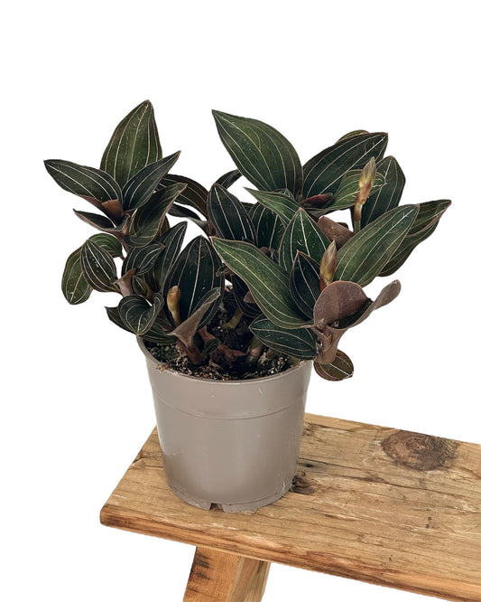 Ludisia Discolor - Orchidée Bijou