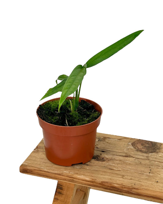 Monstera Obliqua Yasuni