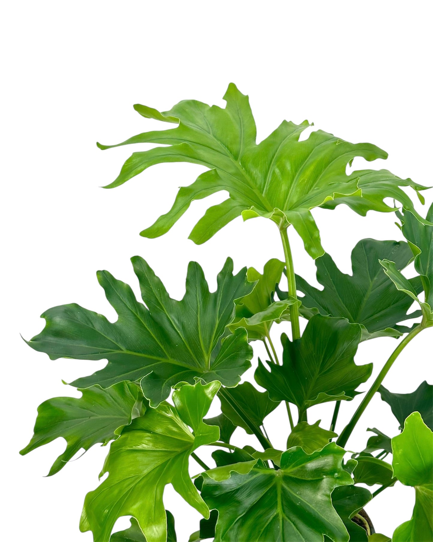 Philodendron Hope