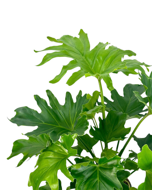 Philodendron Hope