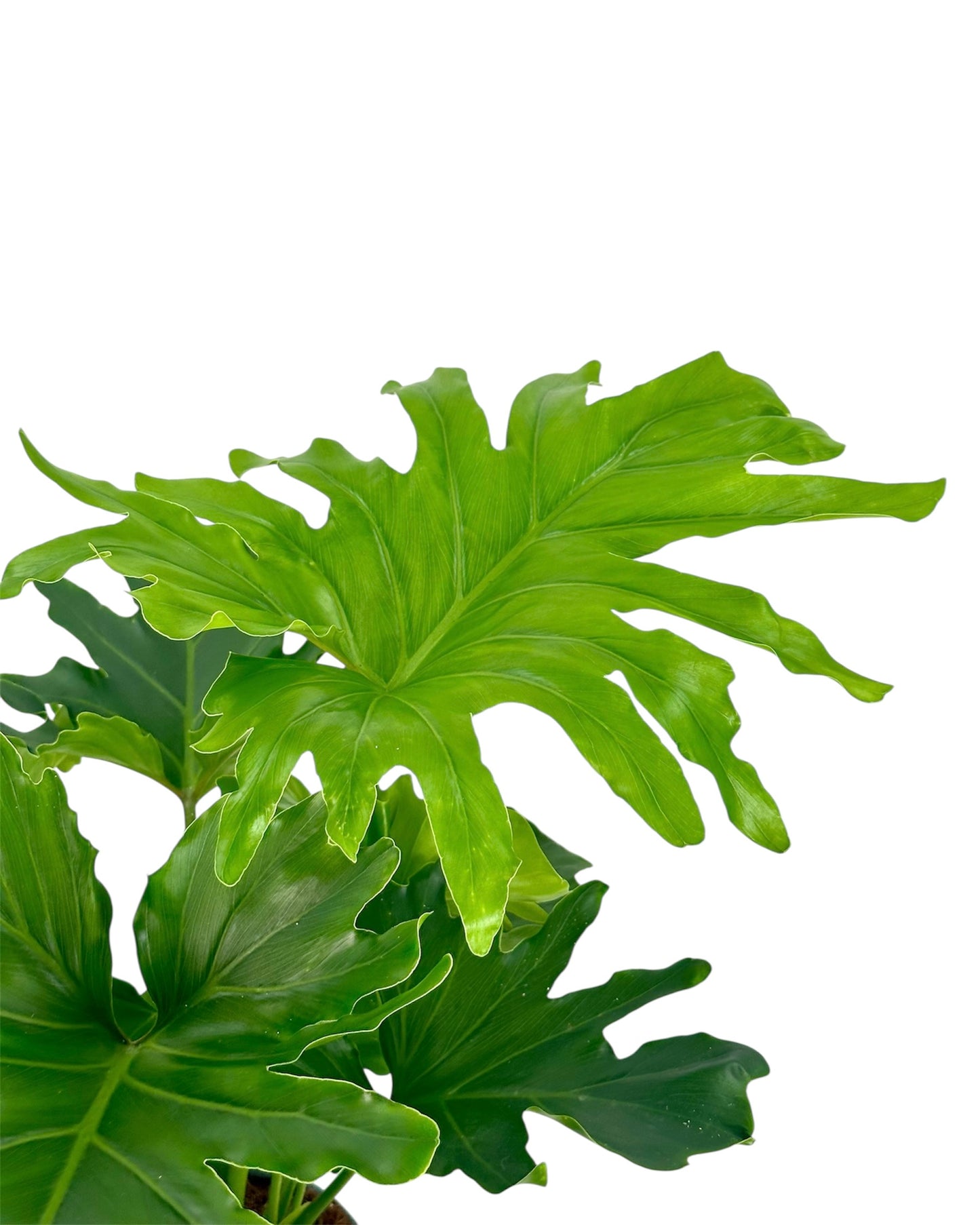 Philodendron Hope