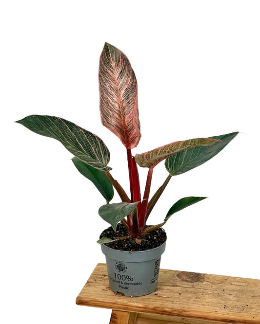 Philodendron Pink Birkin