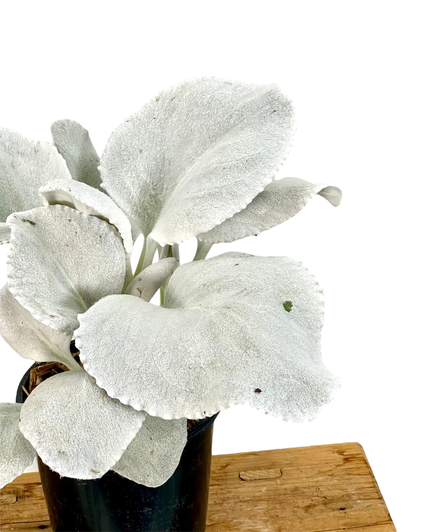 Senecio Angel Wings