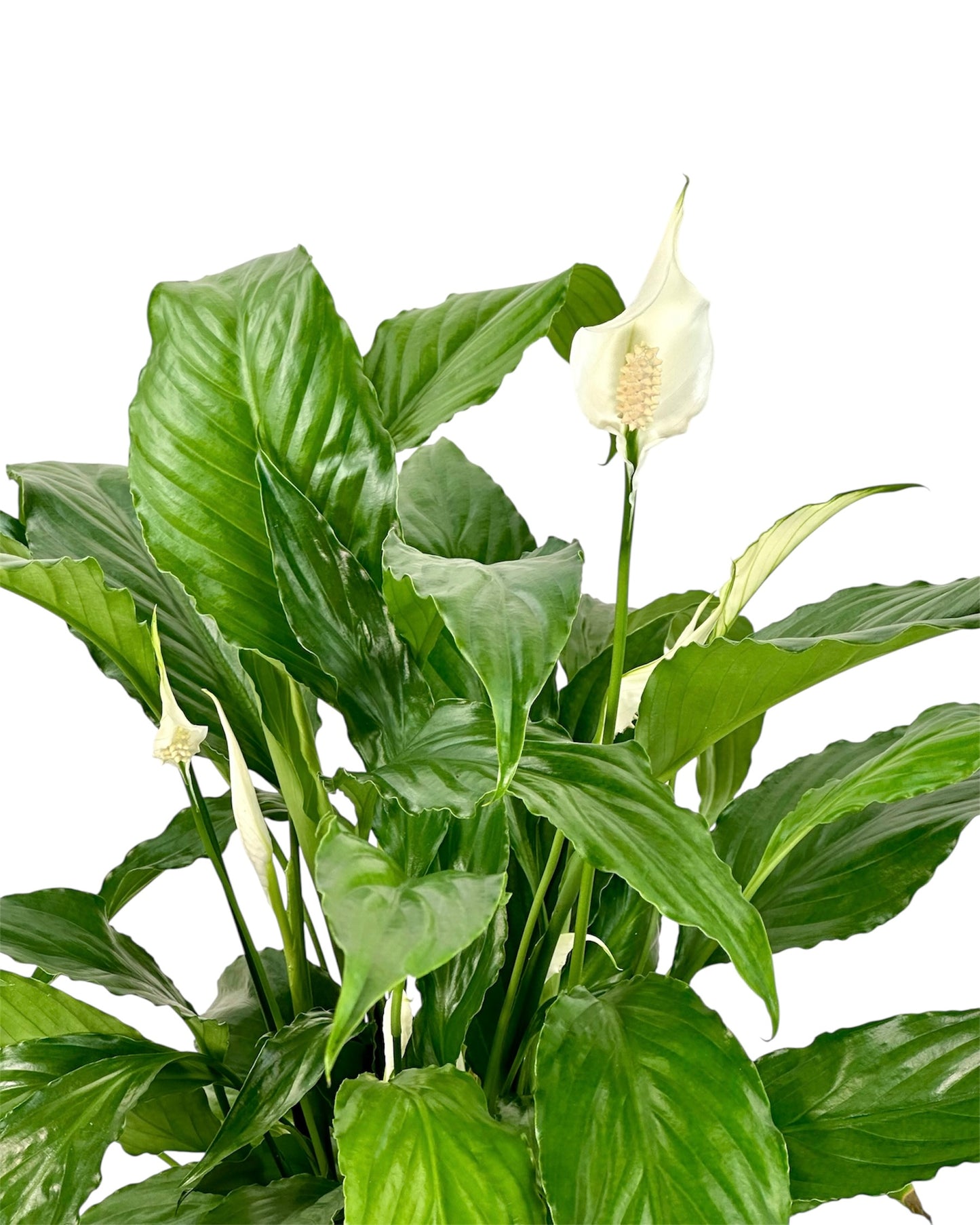 Spathiphyllum Sweet Chico