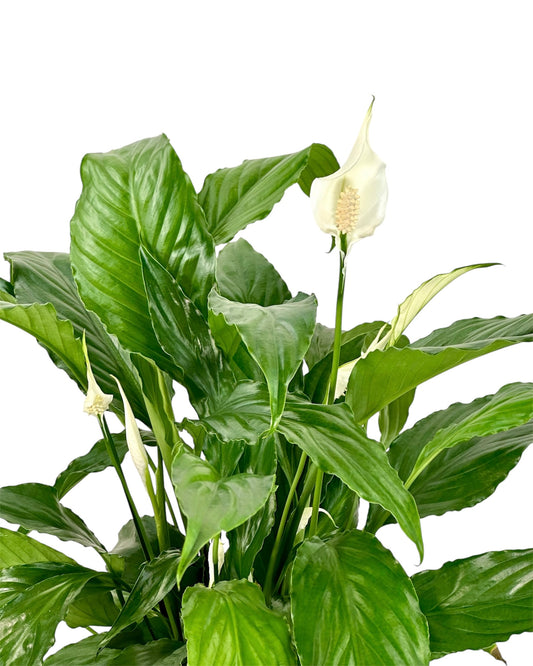 Spathiphyllum Sweet Chico