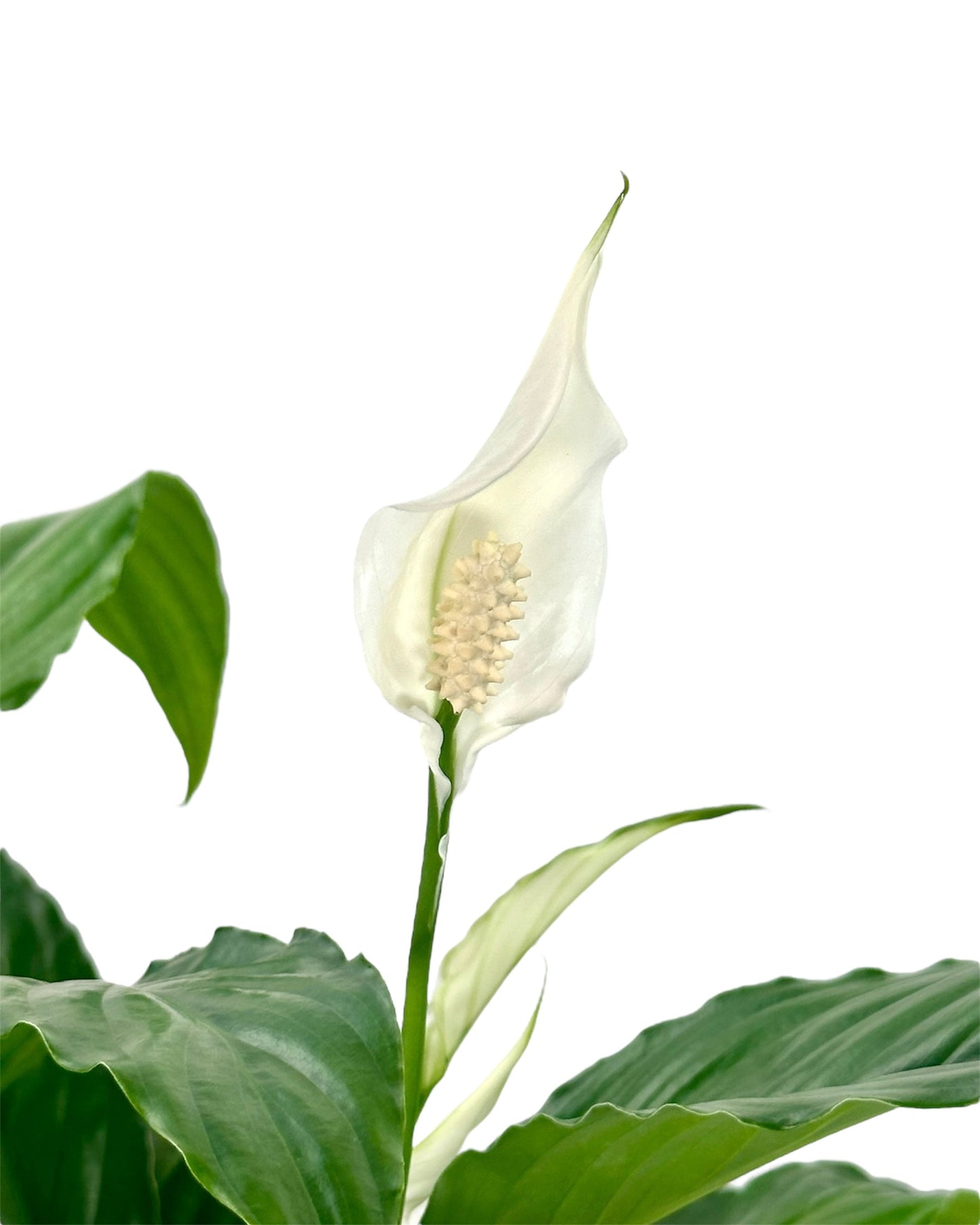 Spathiphyllum Sweet Chico