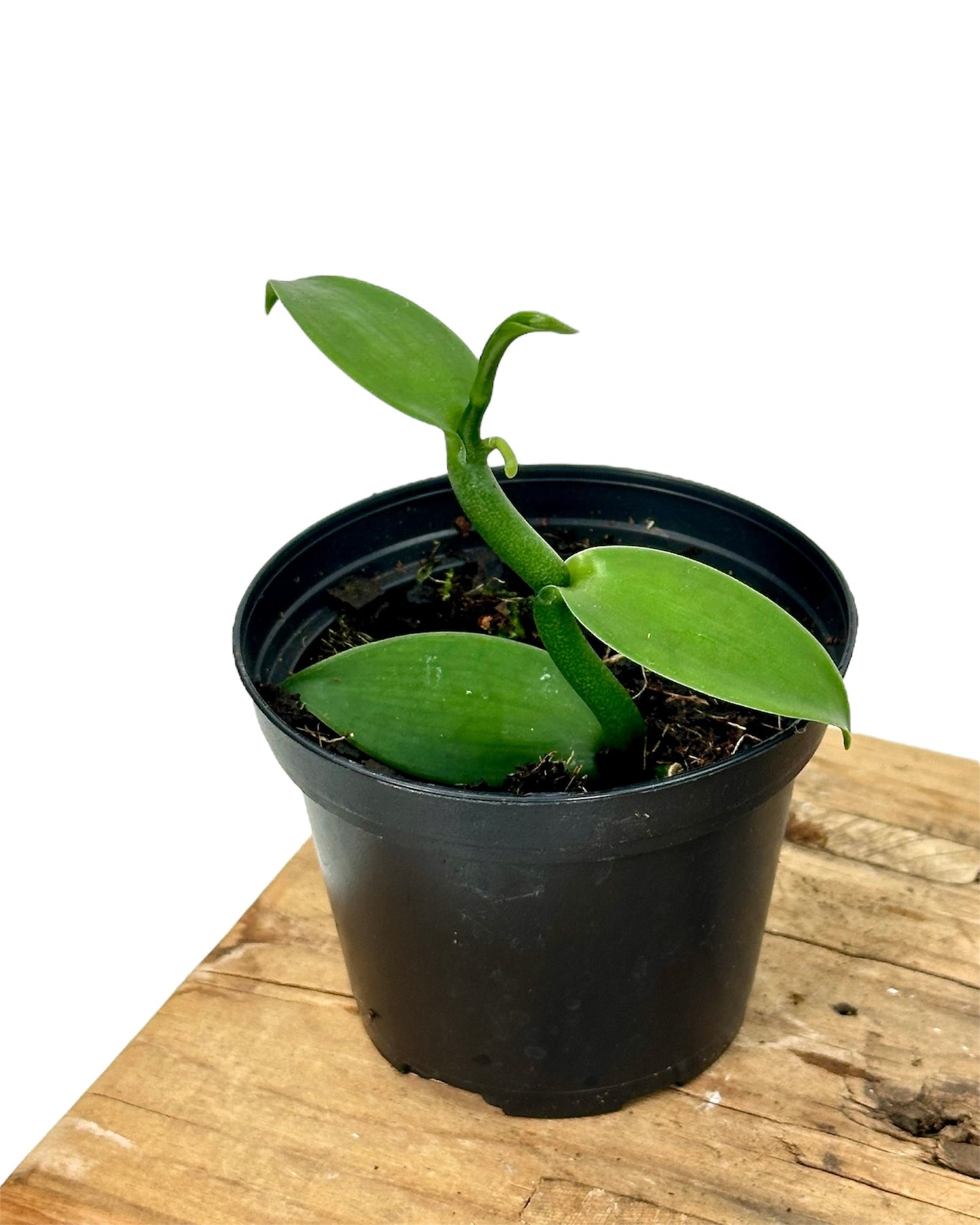 Vanilla Planifolia - Plante de vanille