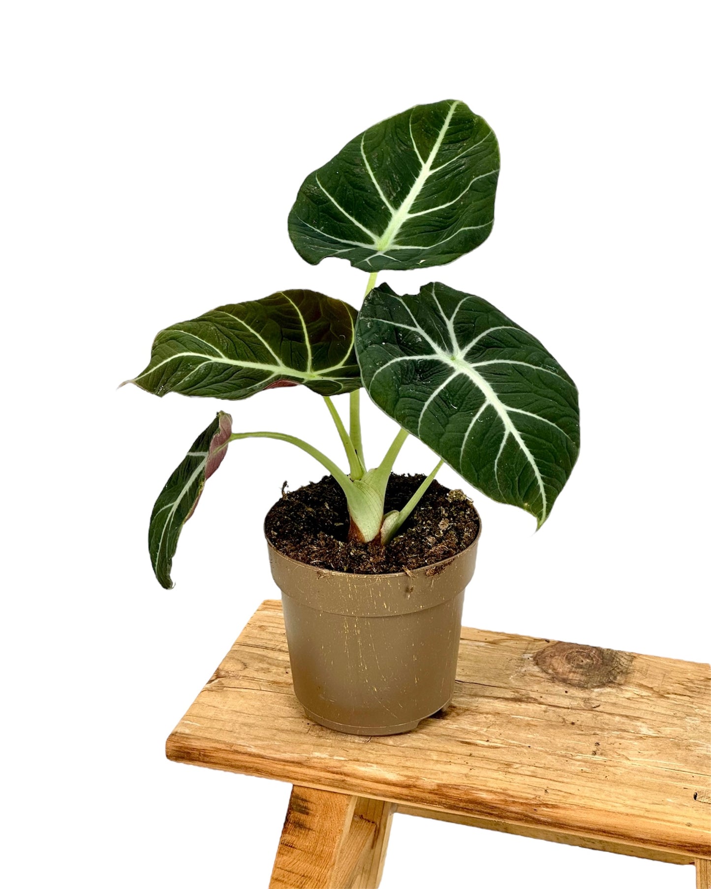 Alocasia Black Velvet