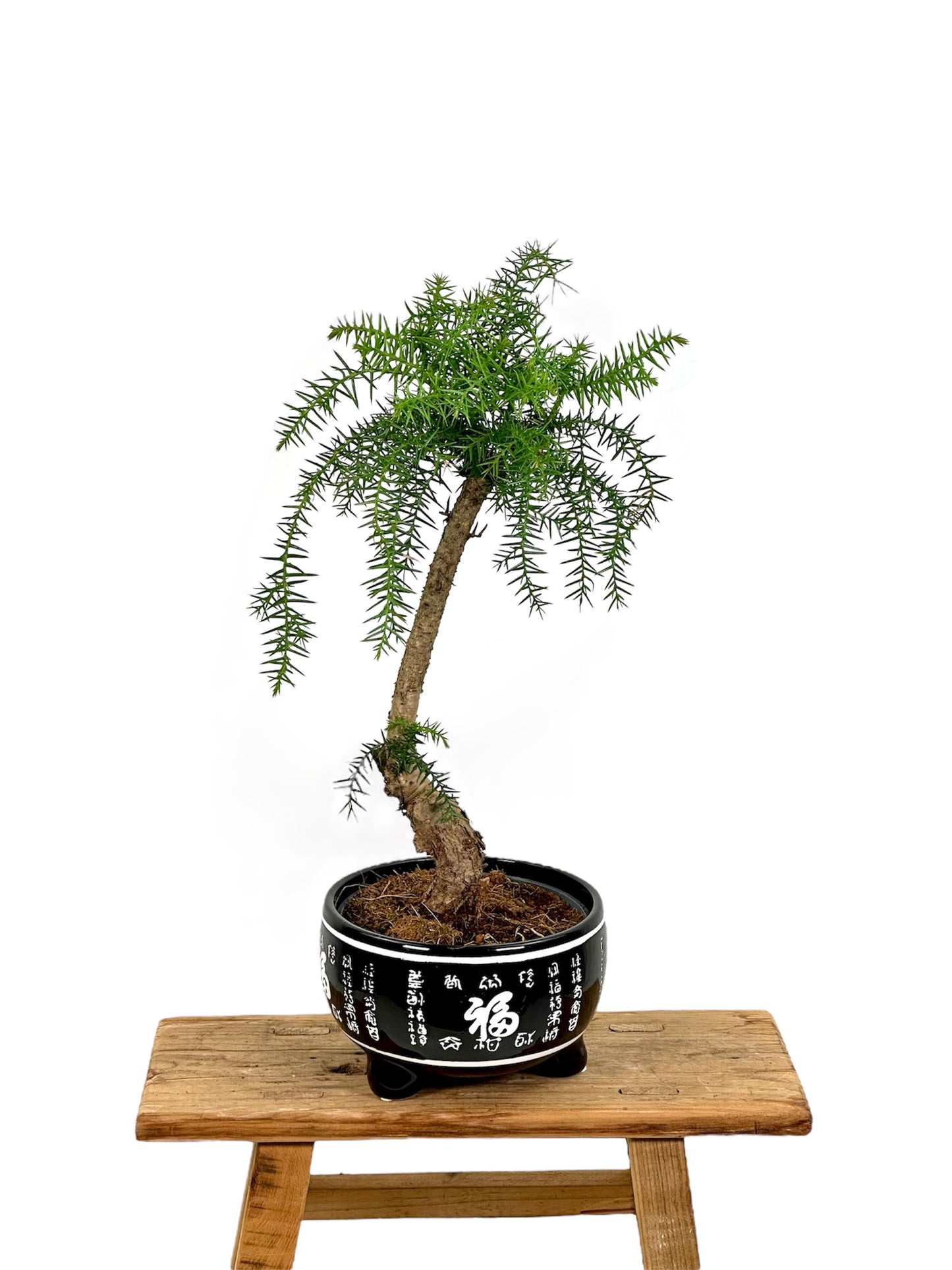 Araucaria Cunninghamii avec pot céramique 'Bonsaï'