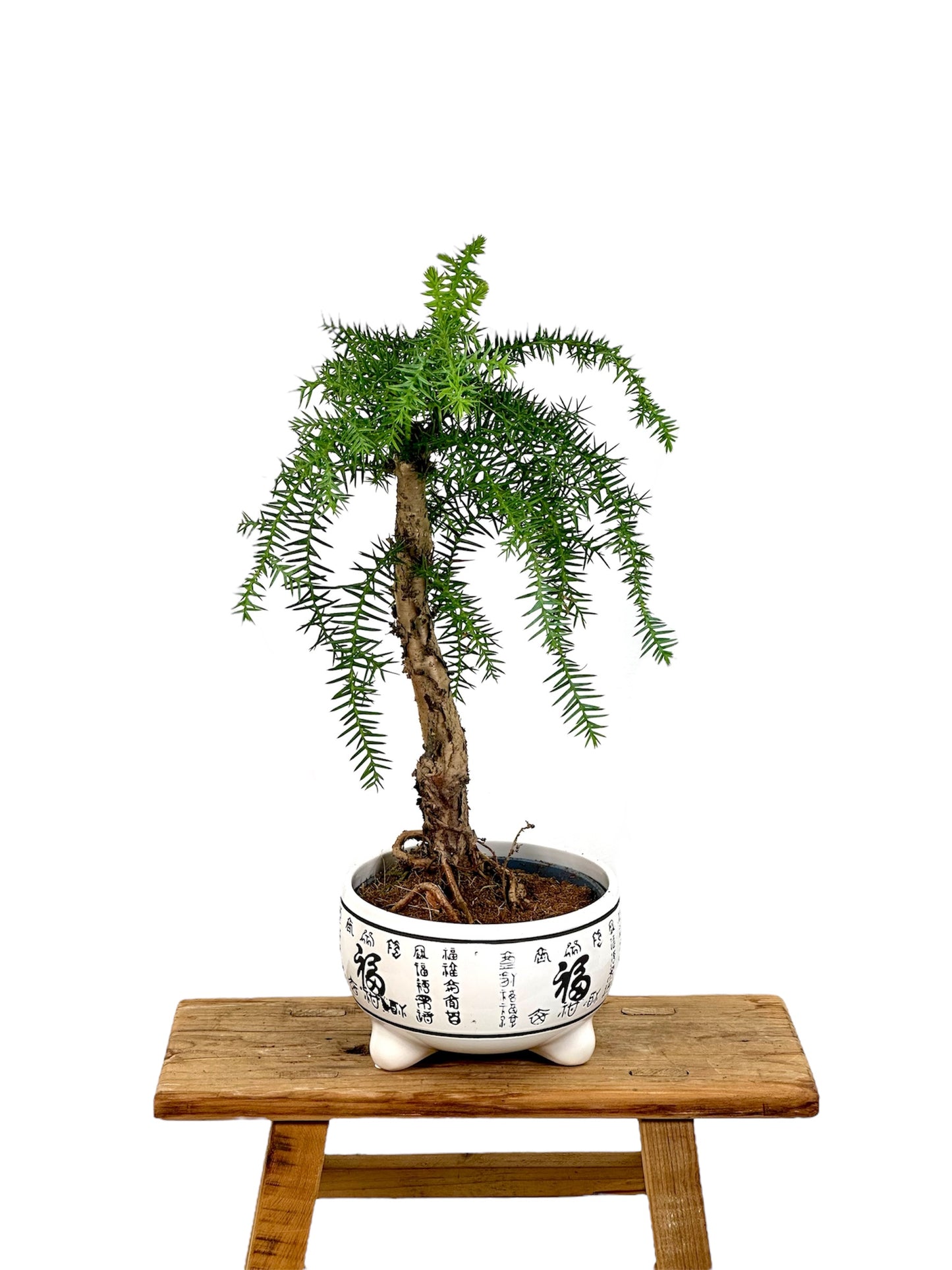 Araucaria Cunninghamii avec pot céramique 'Bonsaï'