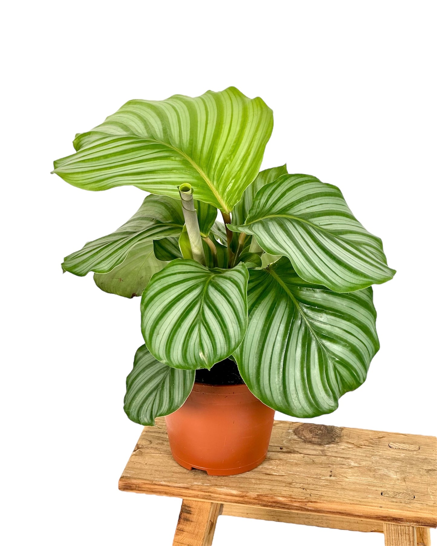 Calathea Orbifolia