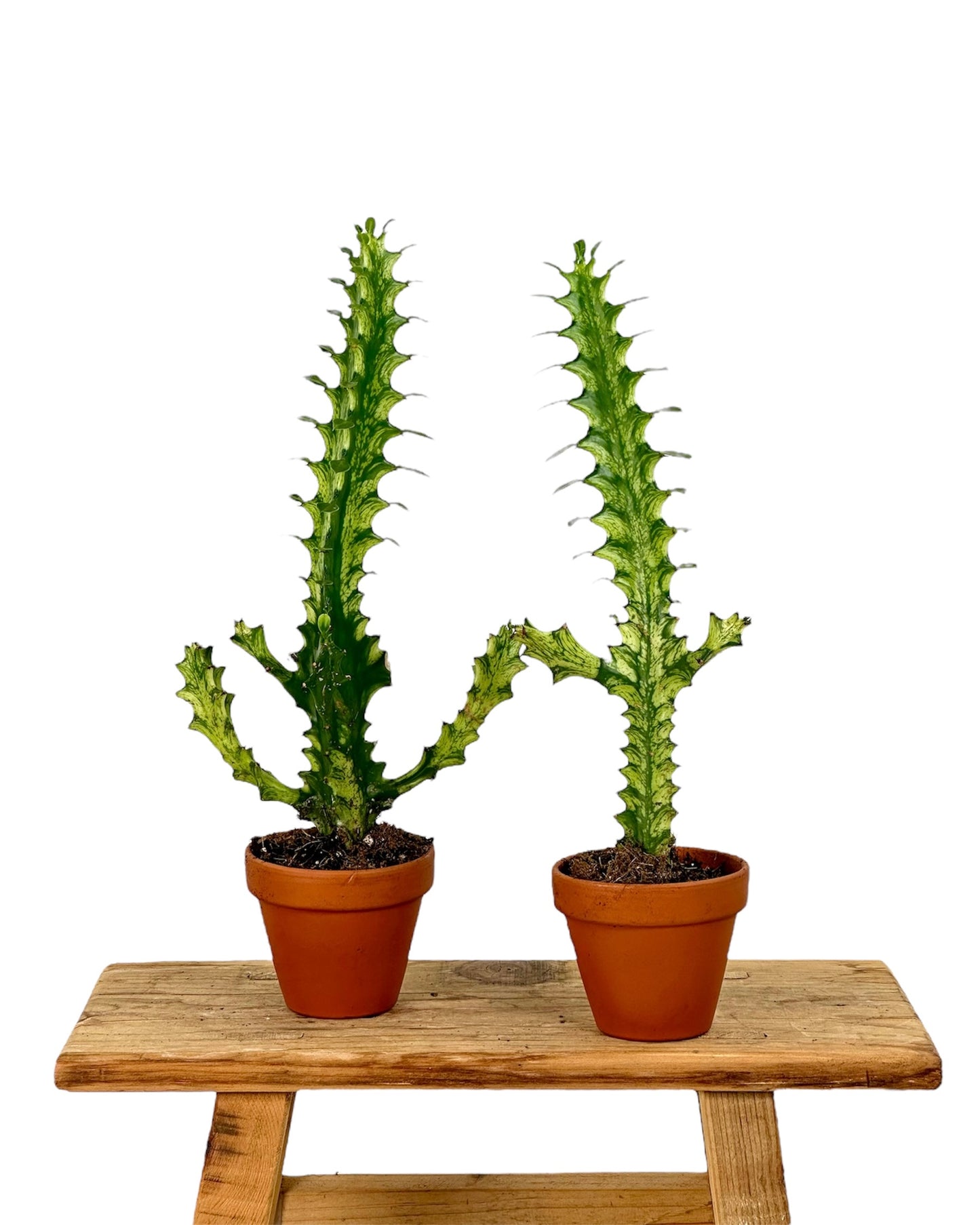 Euphorbia Lactea Variegata