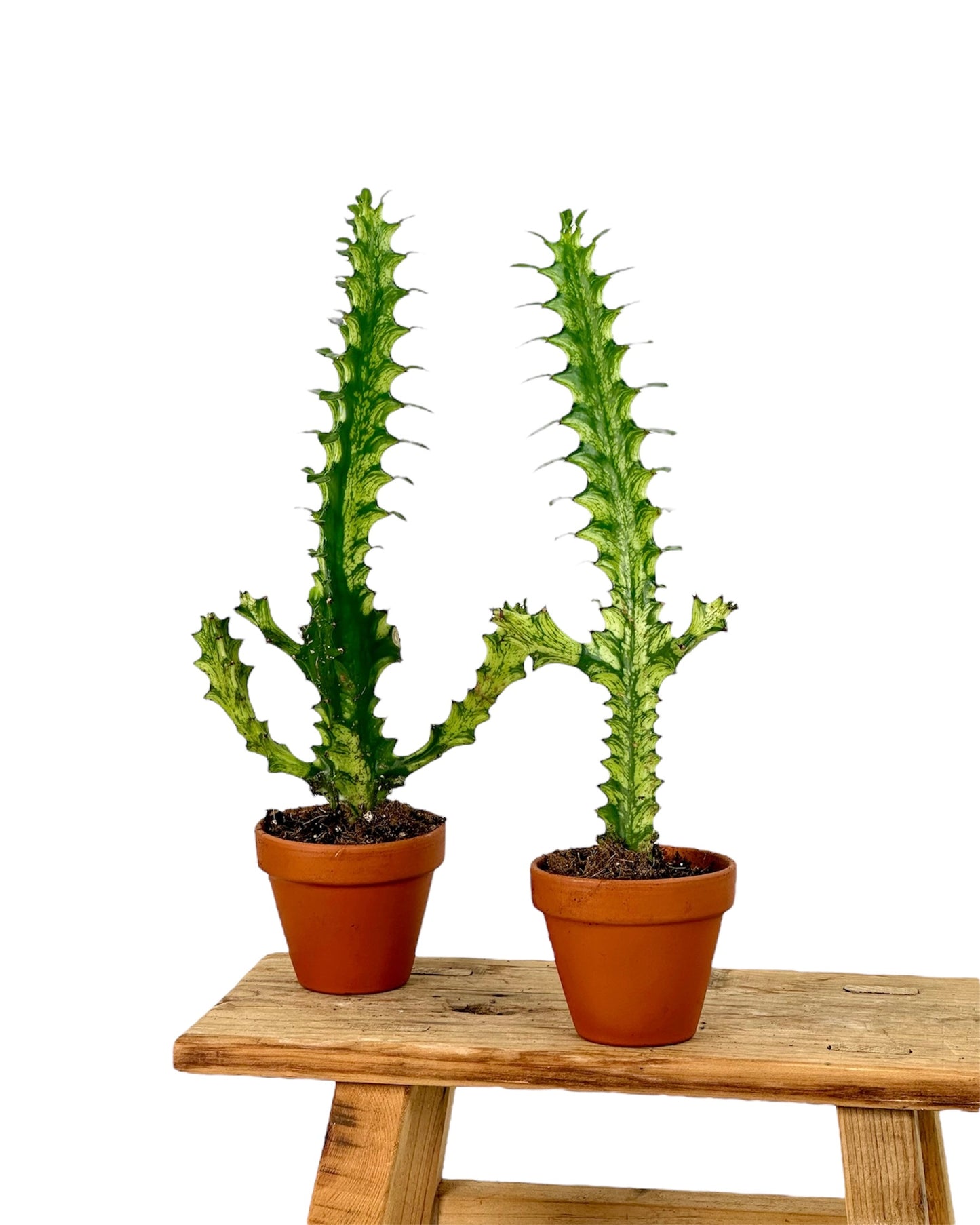 Euphorbia Lactea Variegata