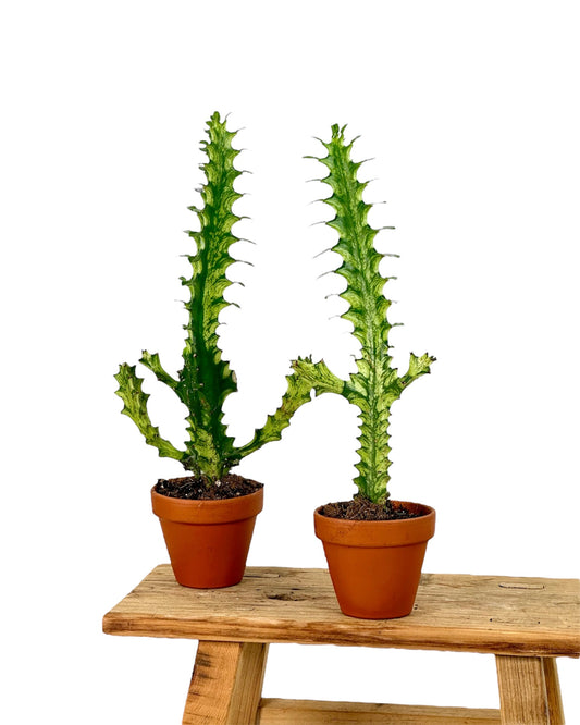 Euphorbia Lactea Variegata