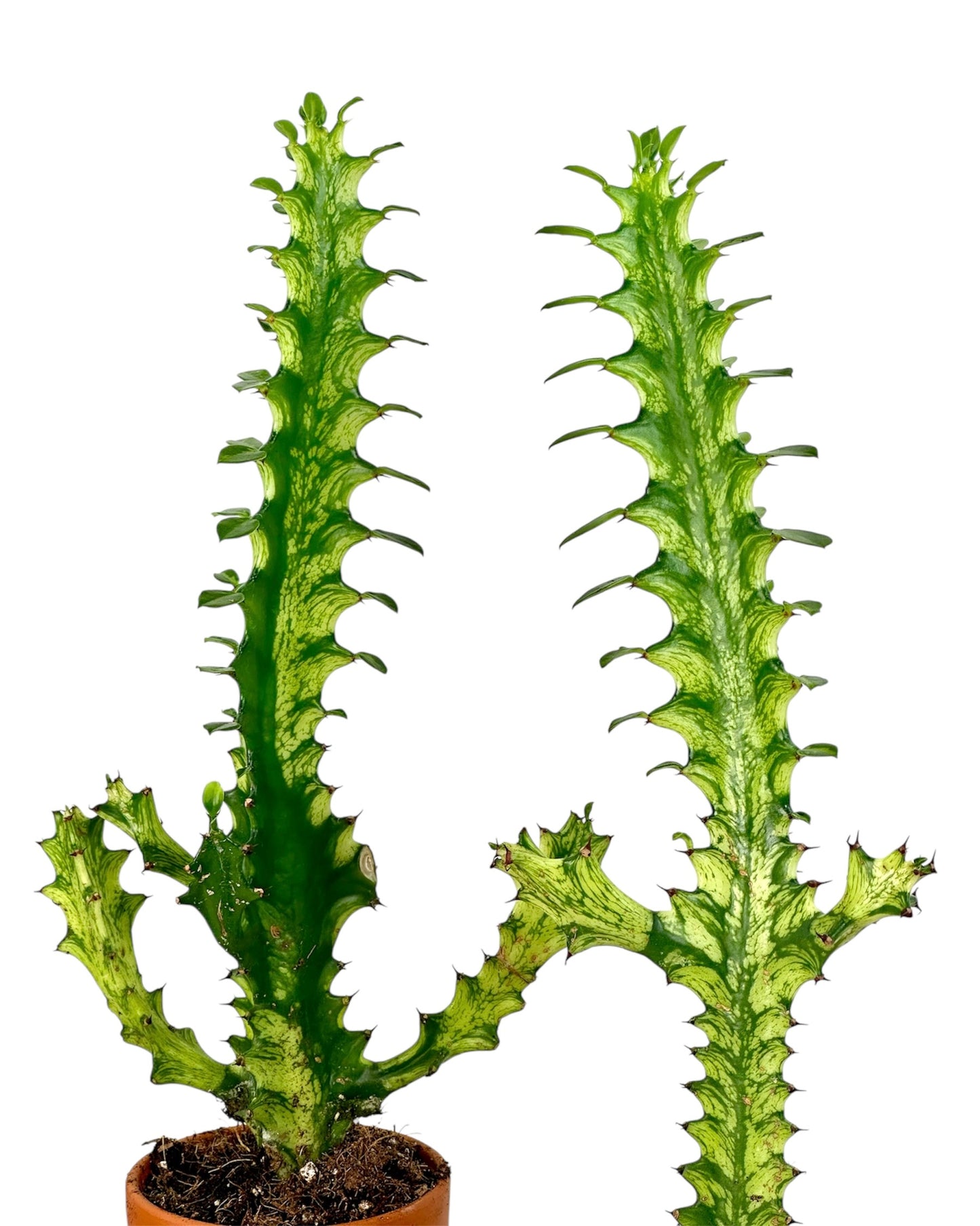 Euphorbia Lactea Variegata