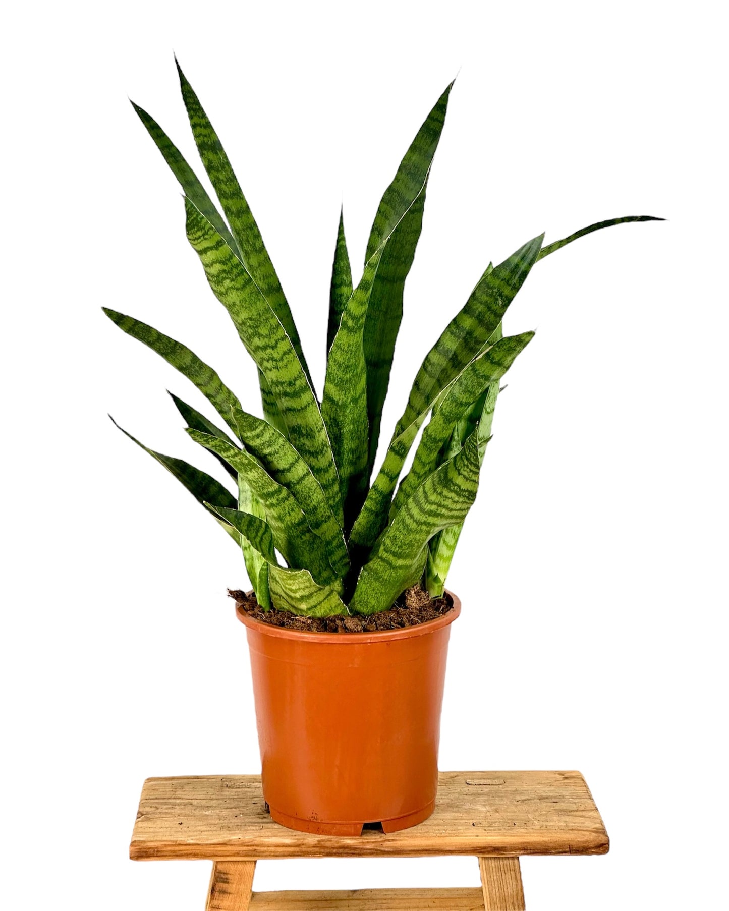 Sansevieria Trifasciata Aubrytniana Dragon pot Ø17 cm