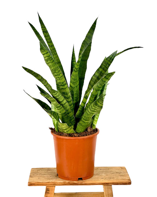 Sansevieria Trifasciata Aubrytniana Dragon pot Ø17 cm