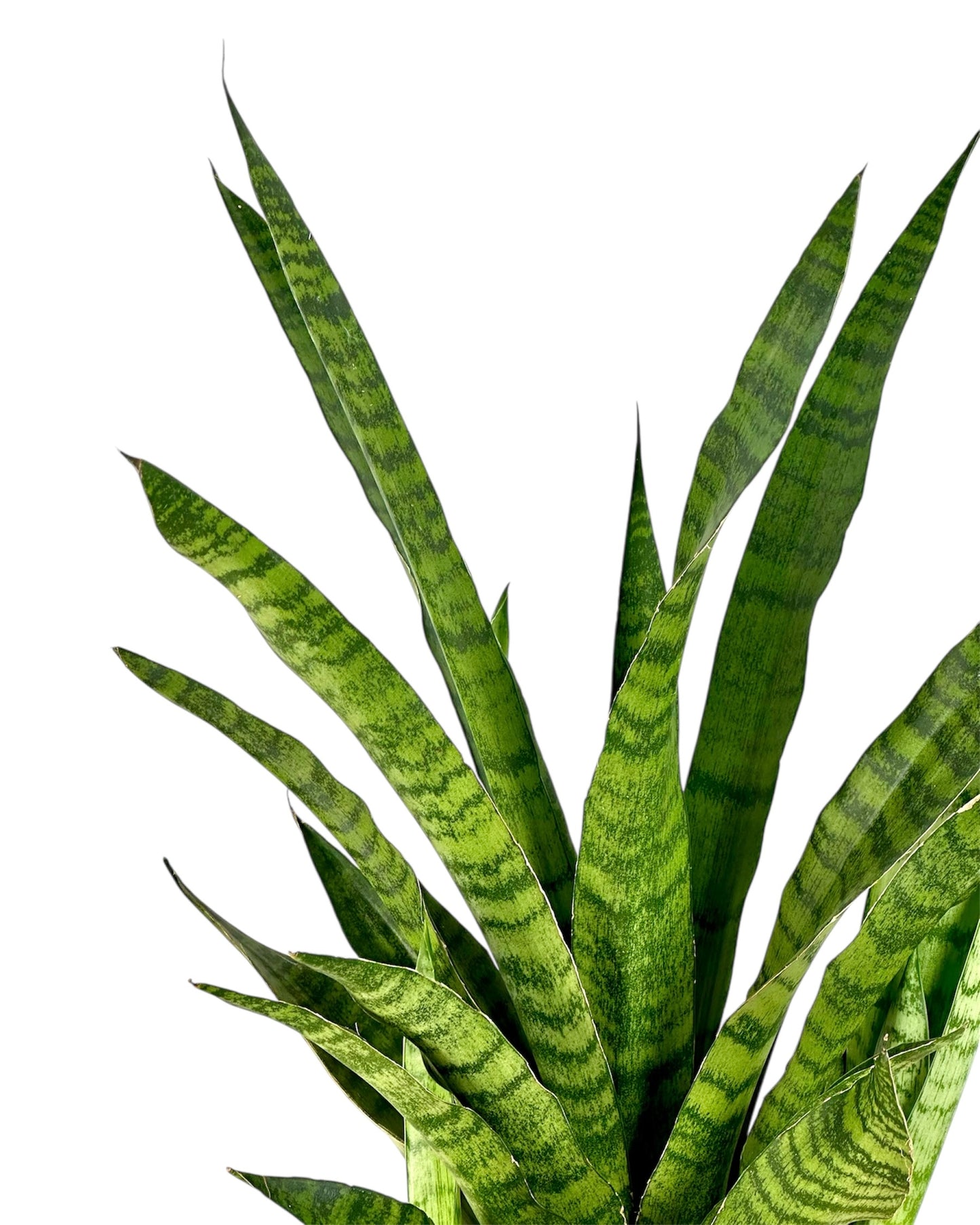 Sansevieria Trifasciata Aubrytniana Dragon pot Ø17 cm