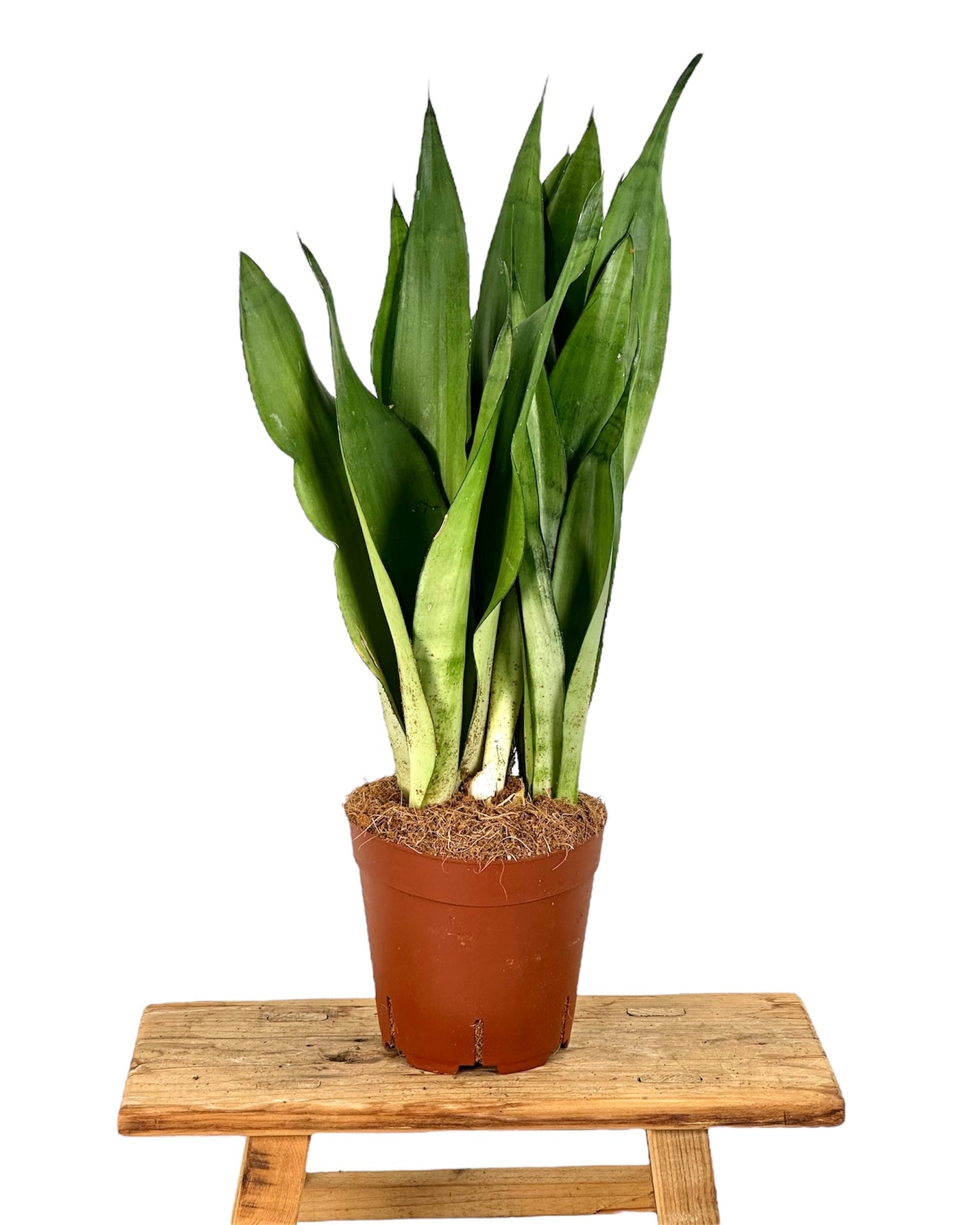Sansevieria Moonshine