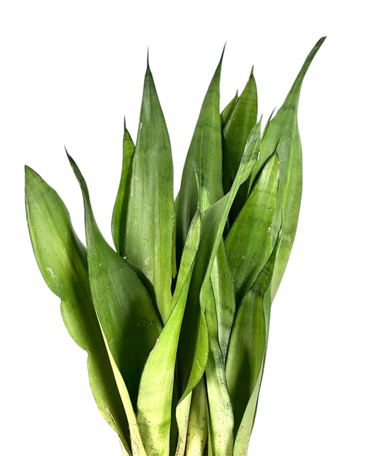 Sansevieria Moonshine