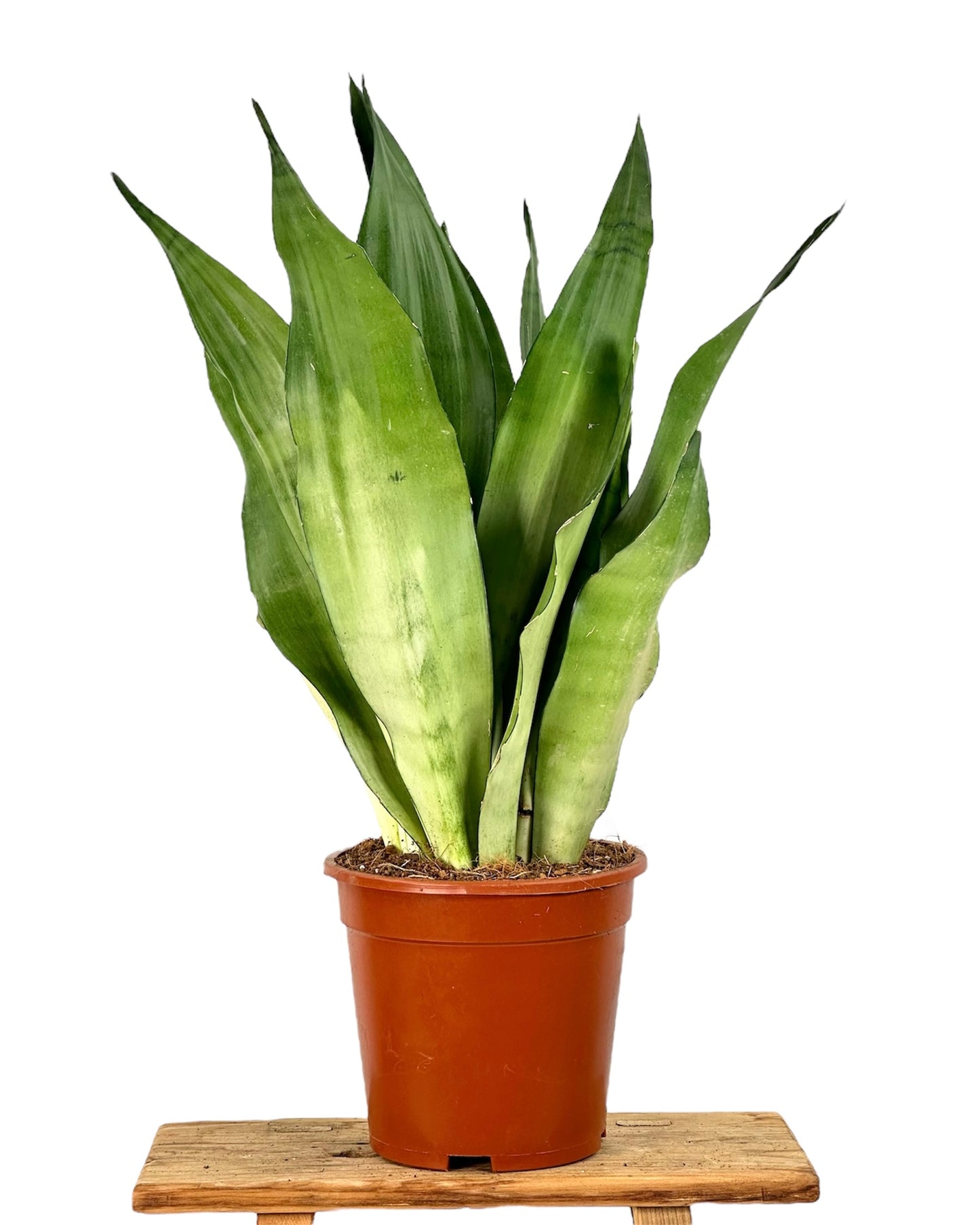 Sansevieria Moonshine pot Ø17 cm
