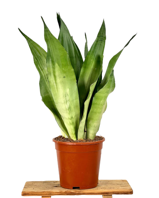 Sansevieria Moonshine pot Ø17 cm